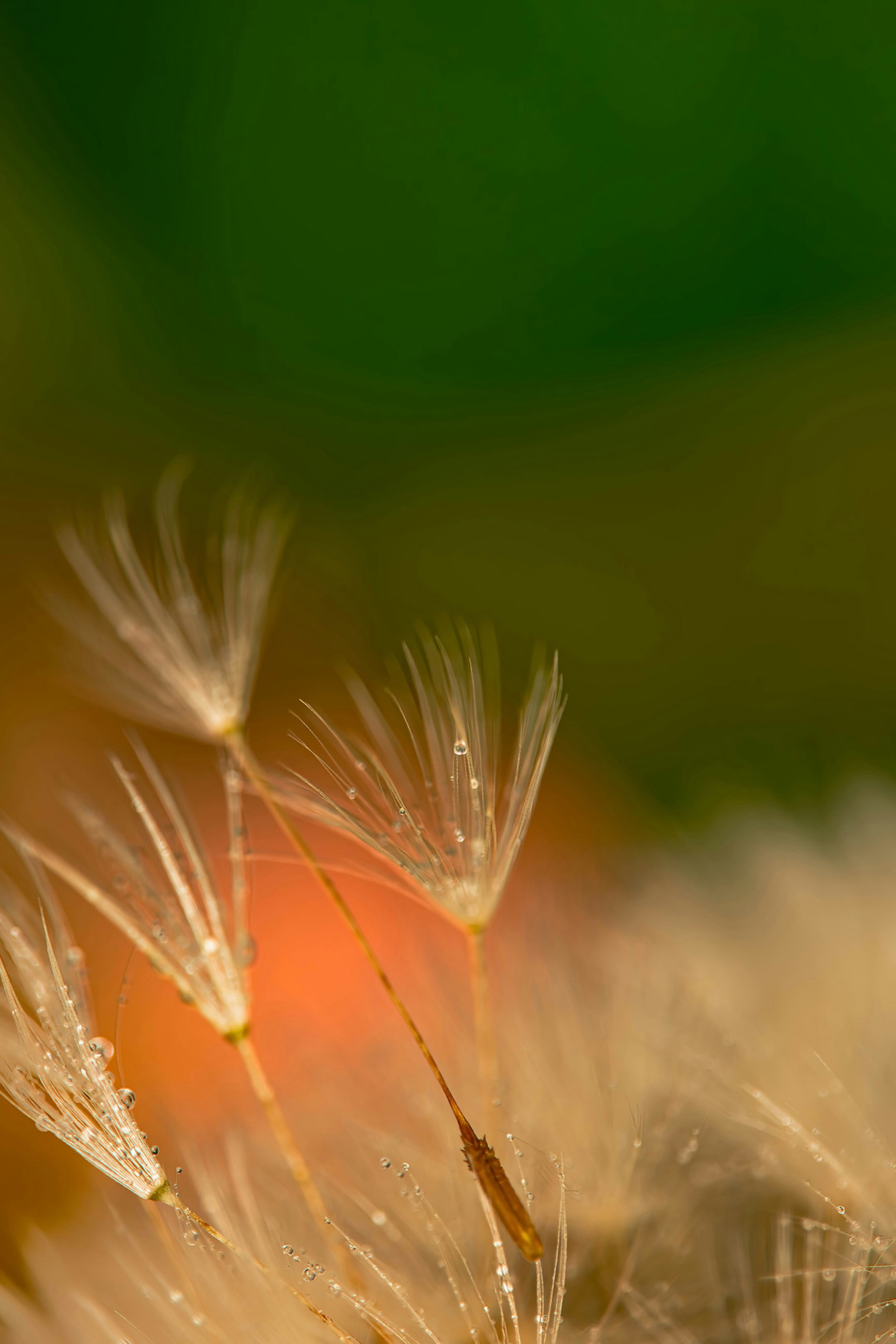 Doux duveteux blanc de graines sur un fond vert et orange