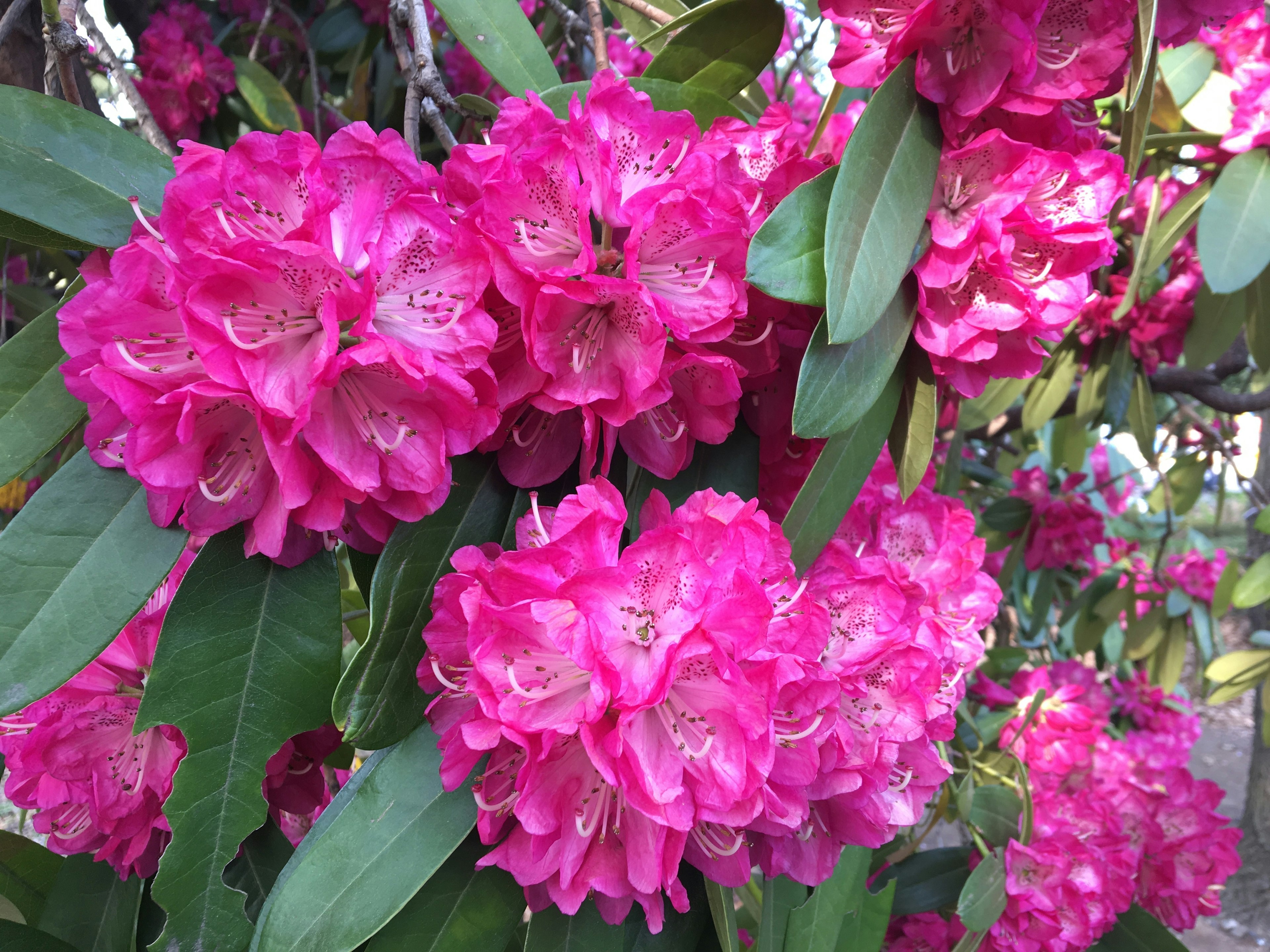 鮮やかなピンクのツツジの花が集まって咲いている様子