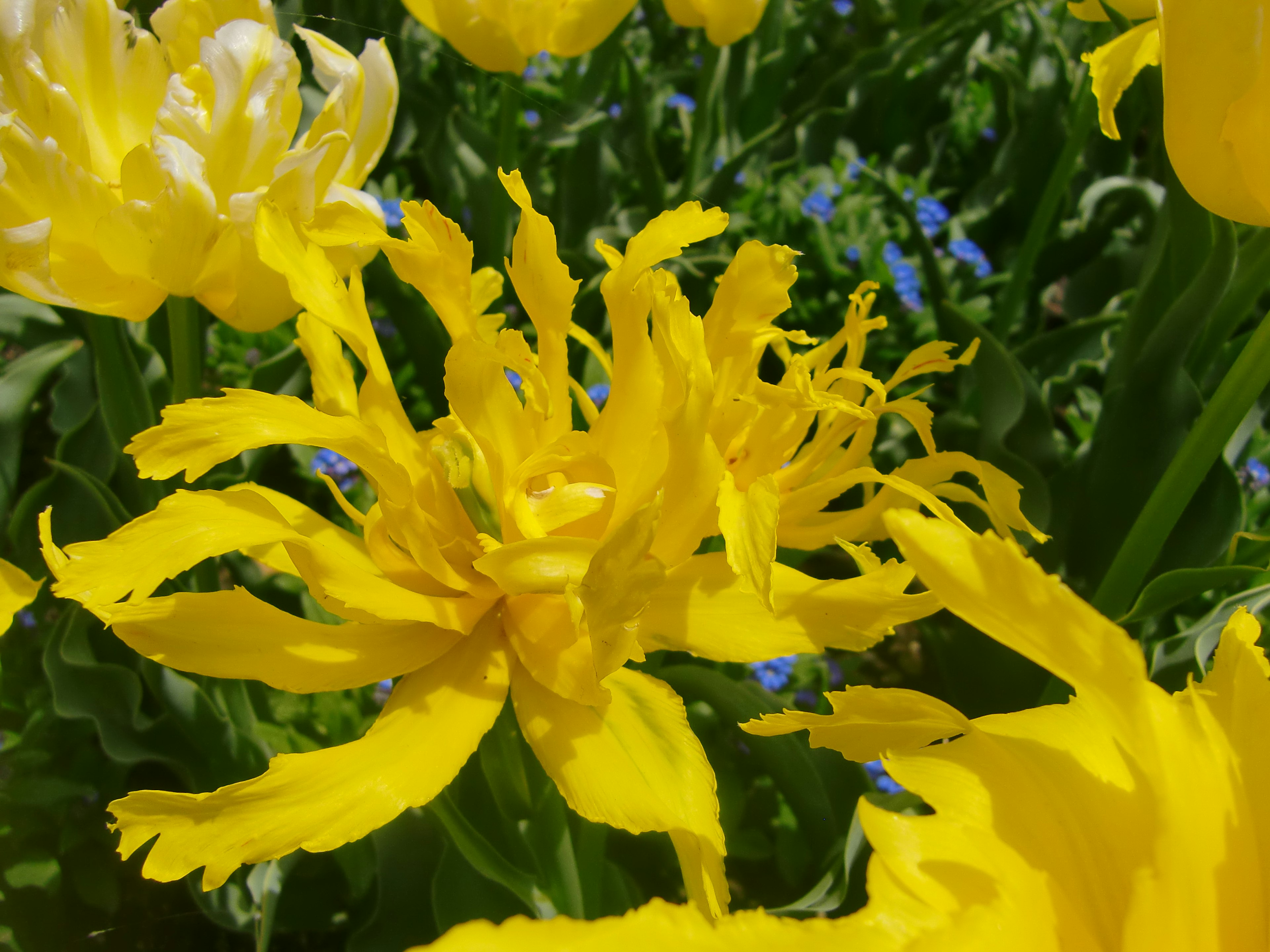 Vibrant yellow tulip petals spreading out