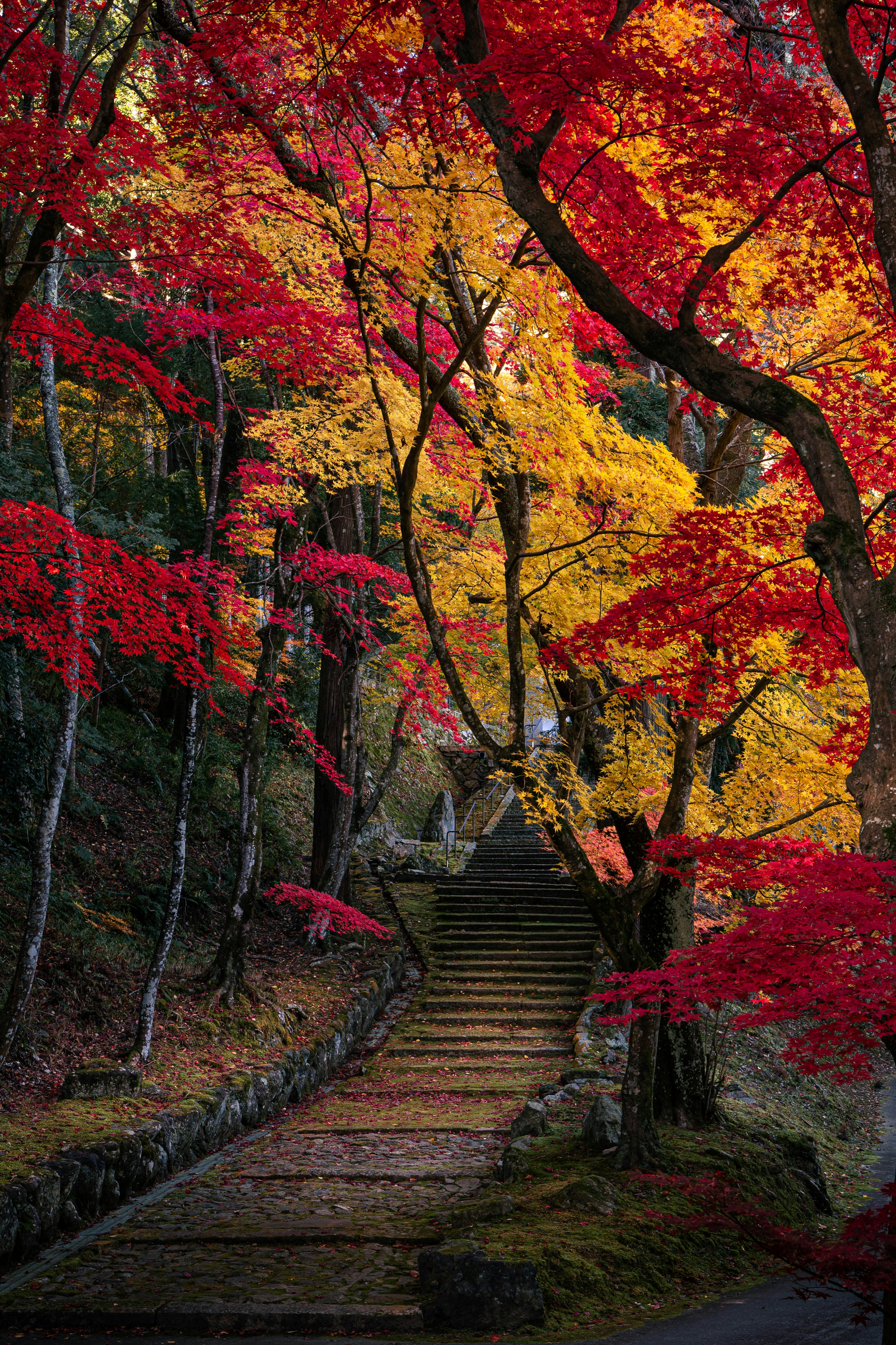 赤や黄色の紅葉が彩る階段のある風景