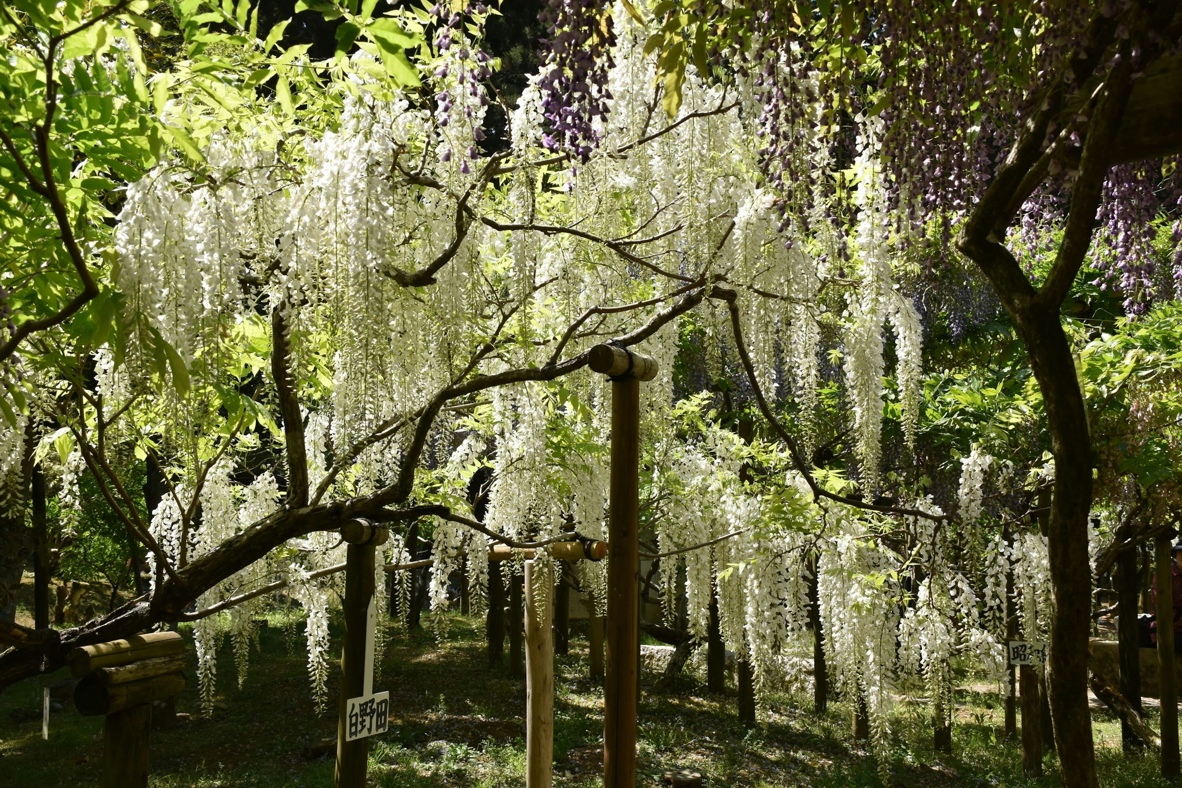 白い藤の花が垂れ下がる美しい木々の風景