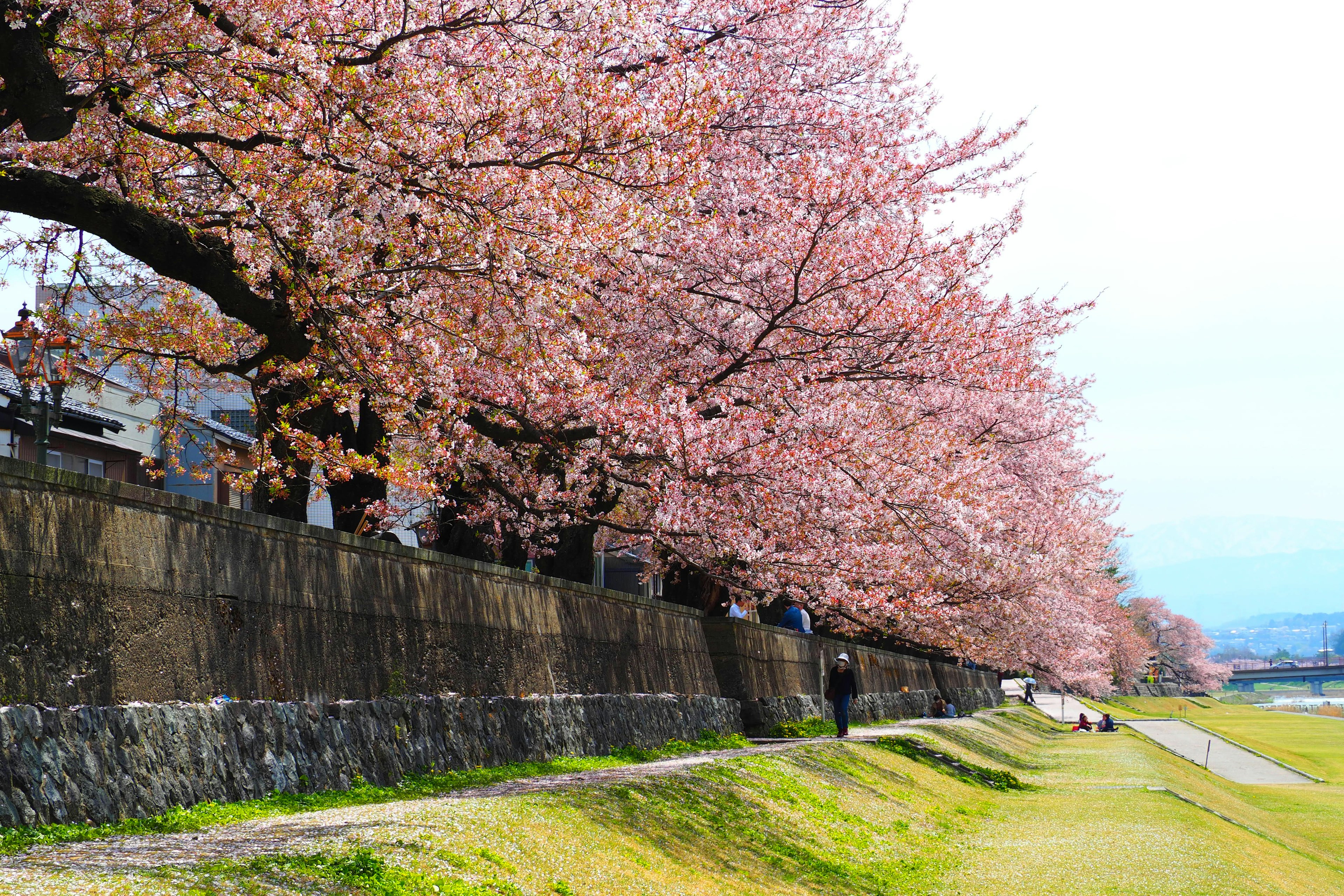 Vue pittoresque des cerisiers en fleurs le long d'une rive