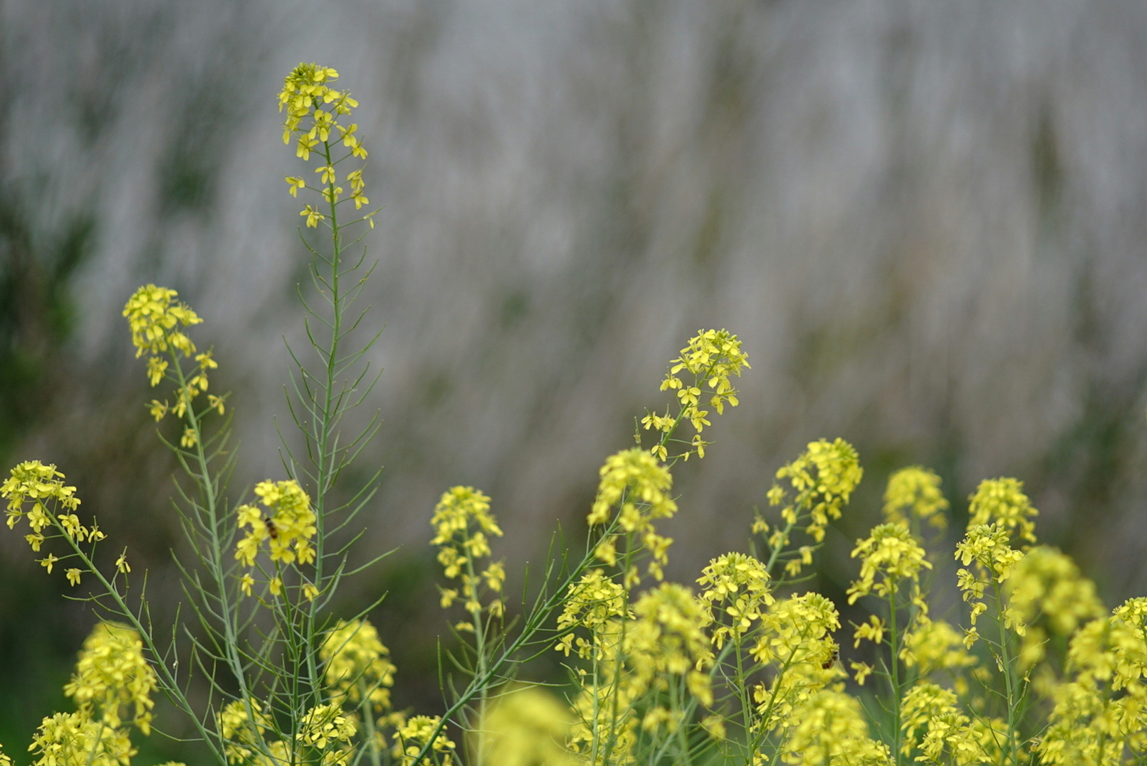 黄色い花が咲く植物が群生している背景にぼんやりした壁