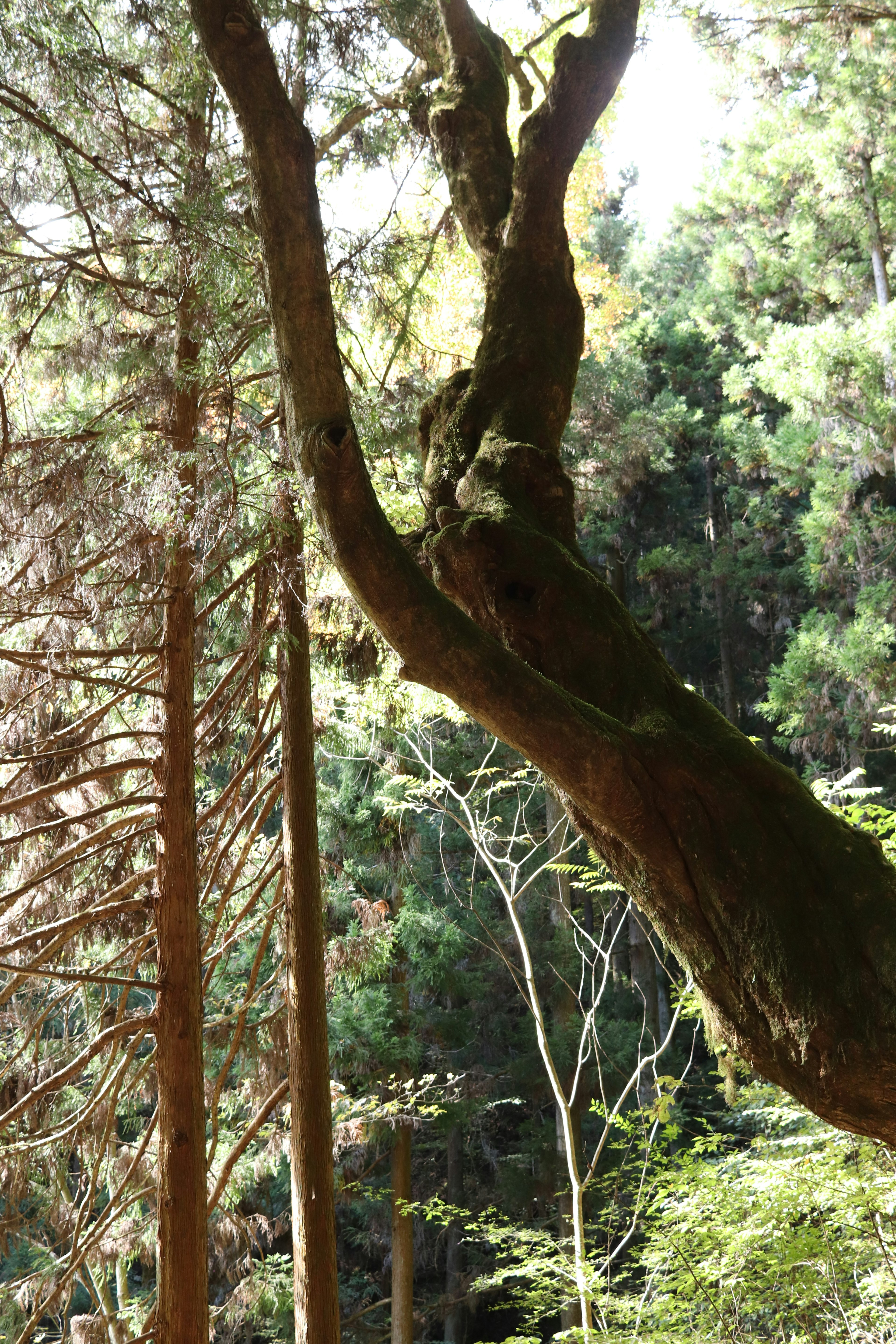 Un tronc d'arbre courbé dans une forêt verdoyante