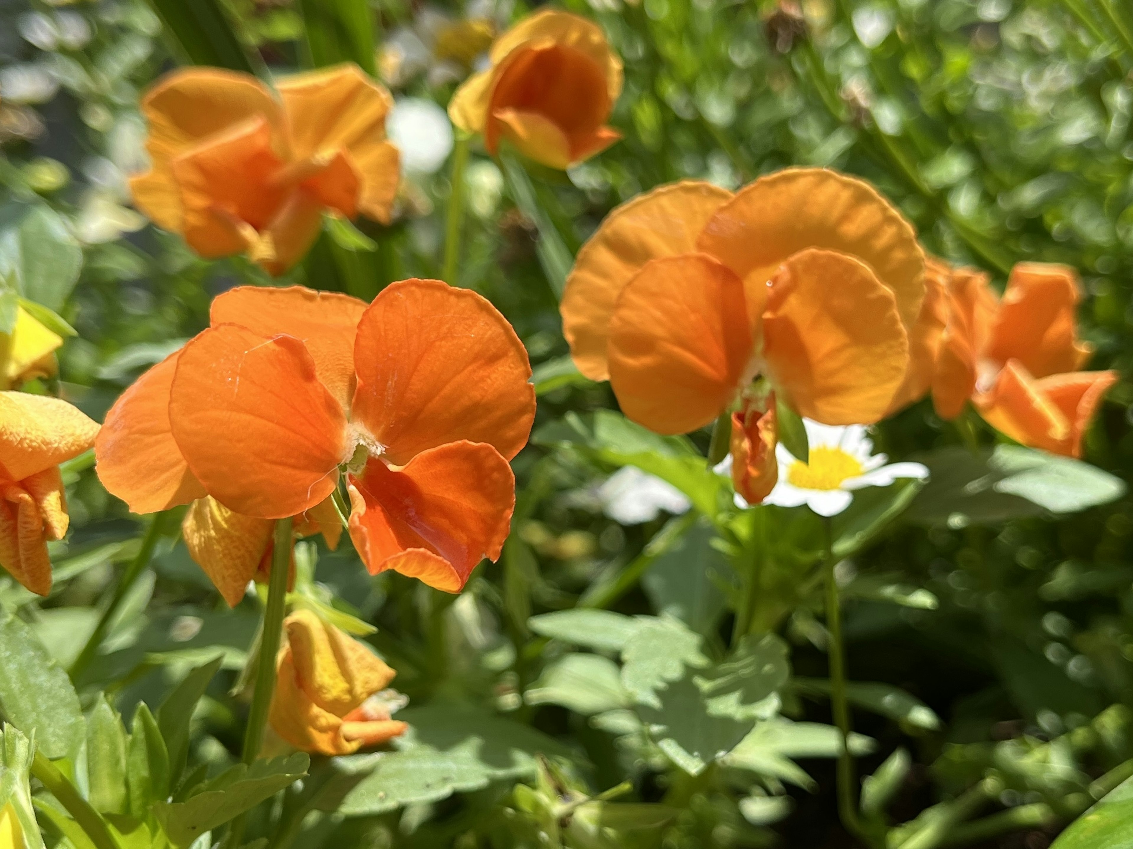 Fiori arancioni vivaci con foglie verdi in un giardino