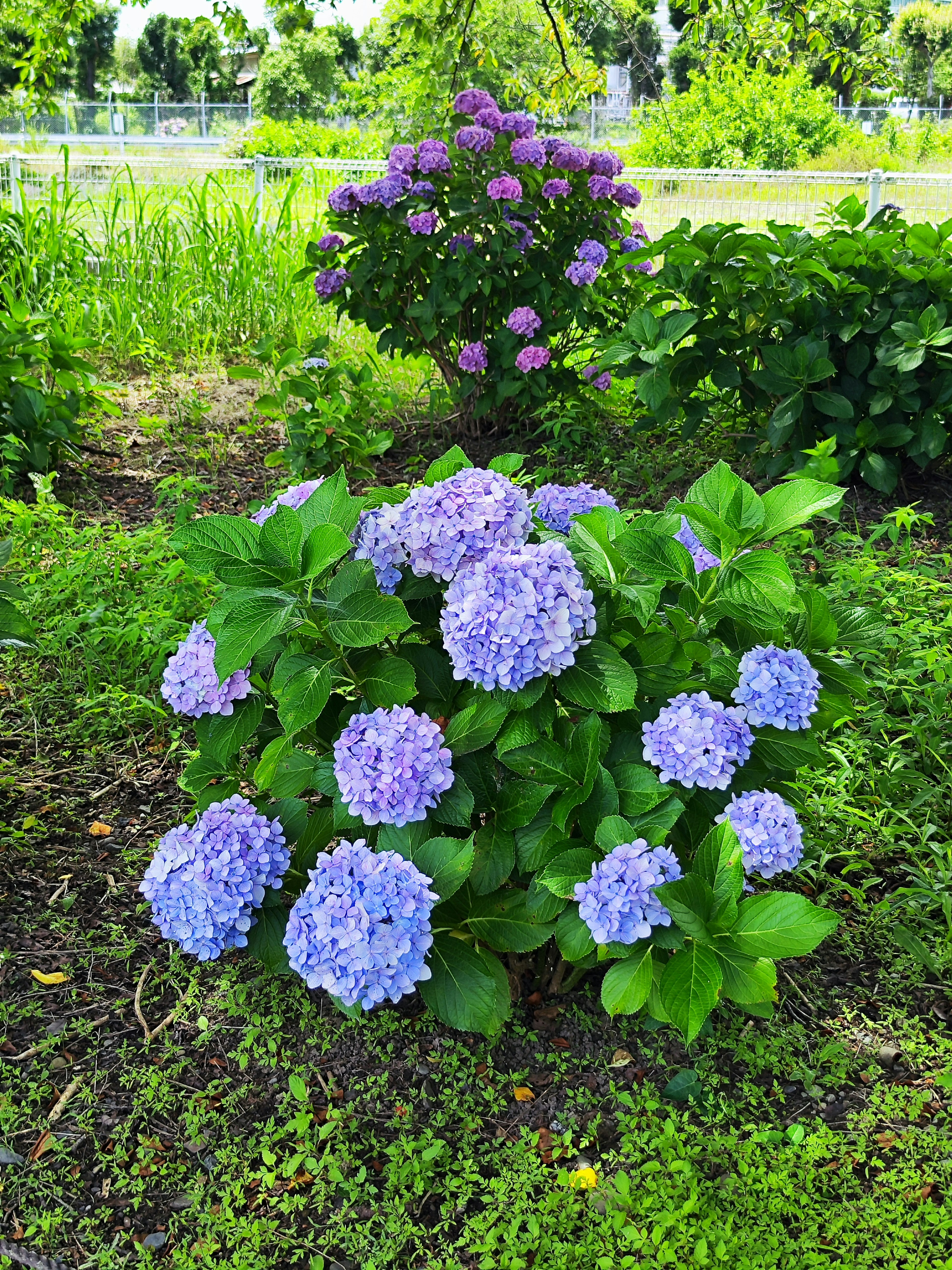 Pemandangan taman dengan bunga hortensia biru yang mekar