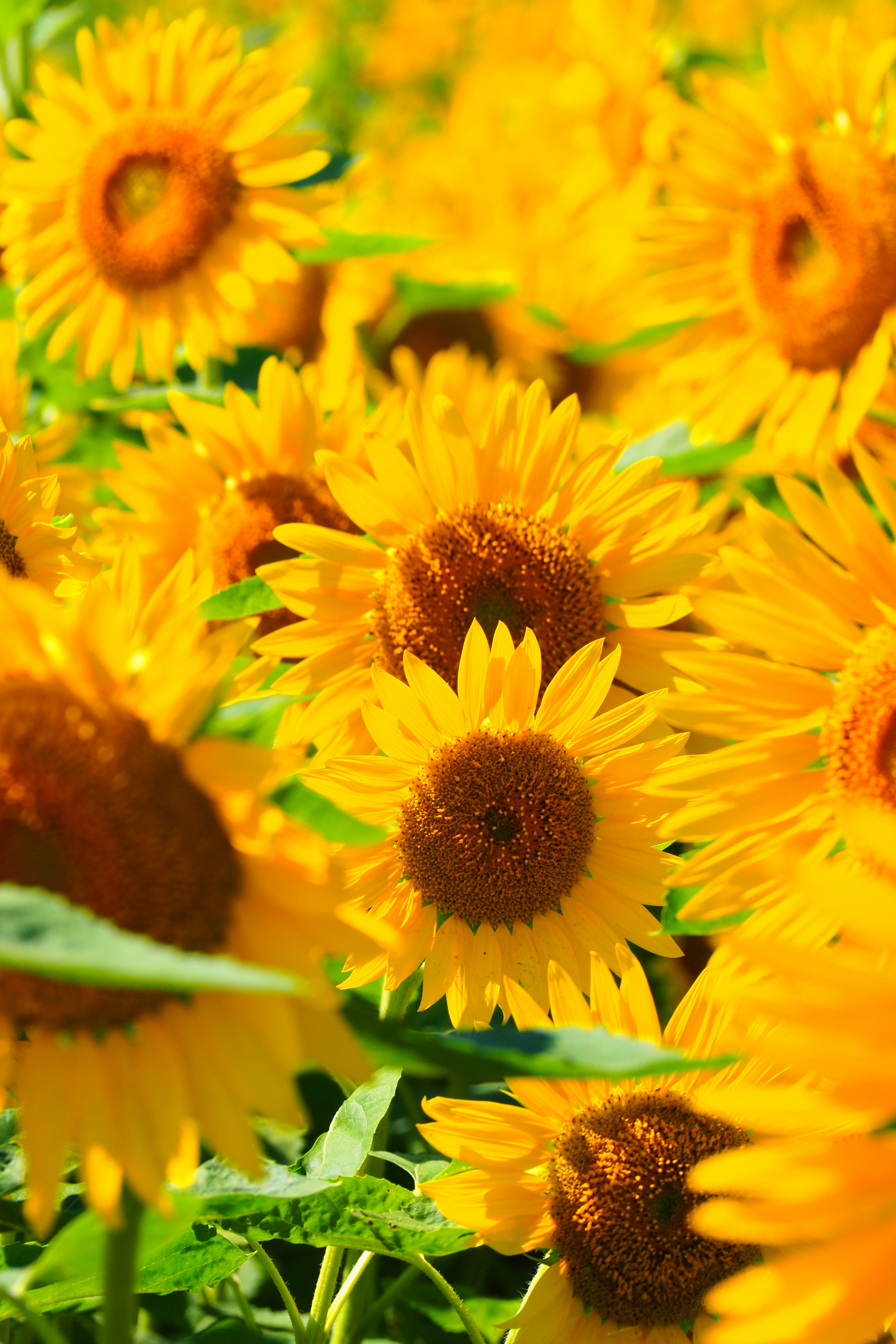 Girasoli vibranti che fioriscono in un campo