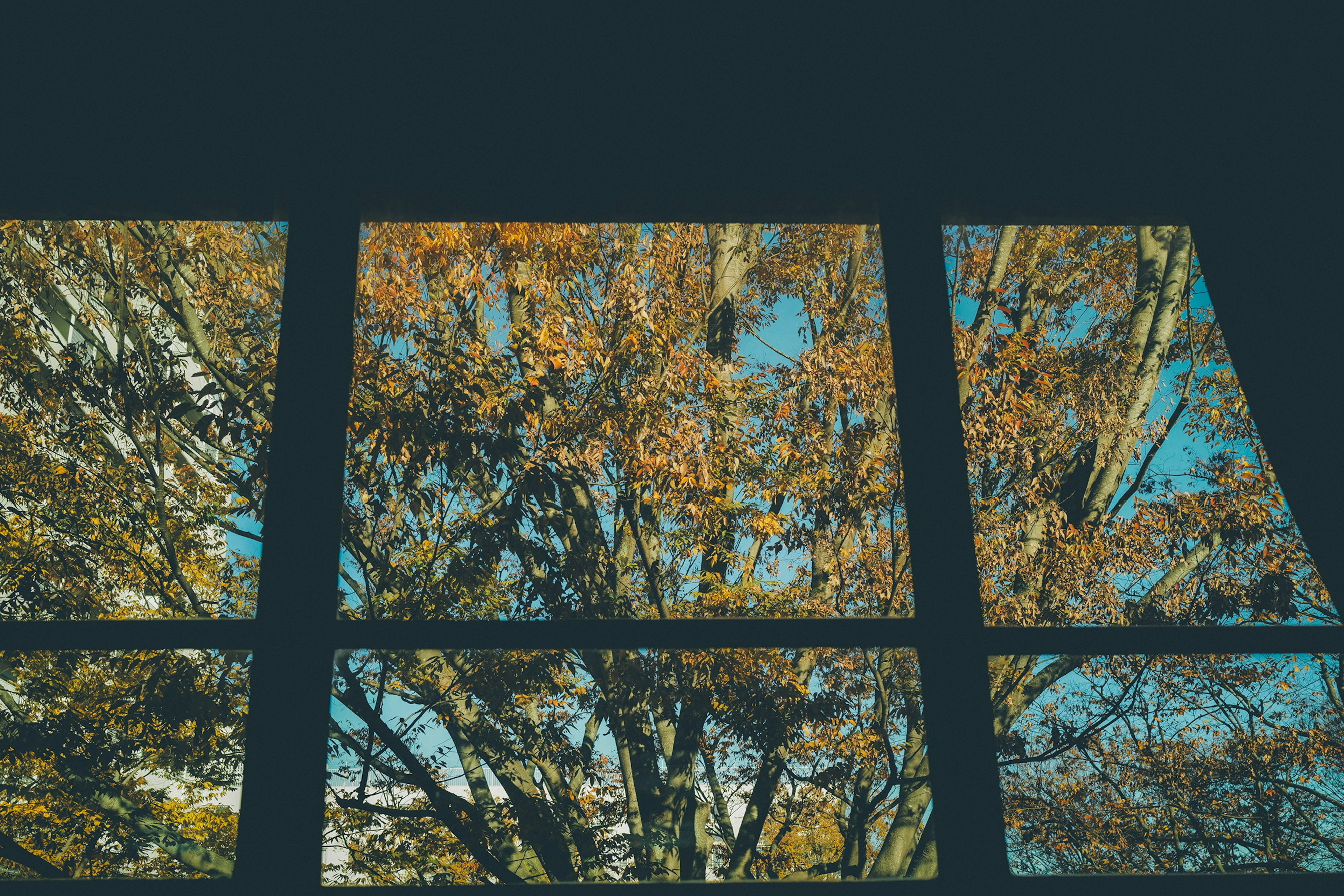 Imagen de una ventana reflejando hojas de otoño sobre un fondo verde