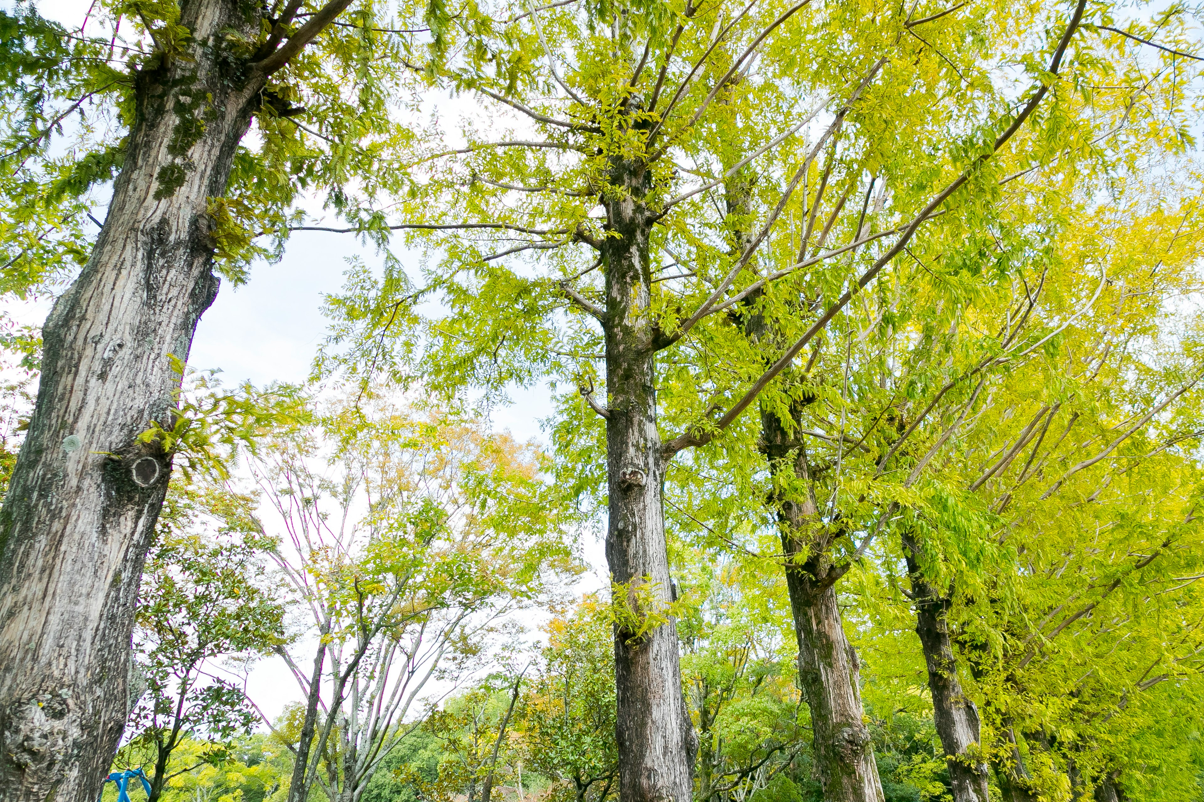 緑の葉を持つ高い木々が立ち並ぶ風景