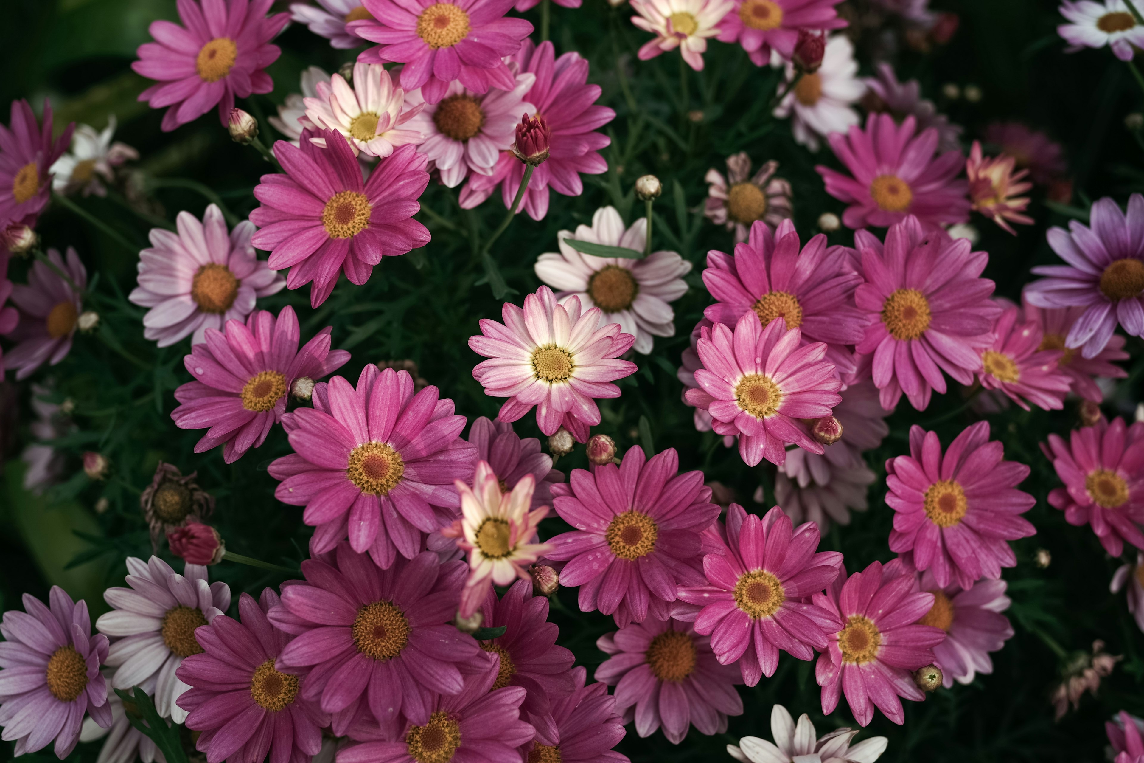 Un hermoso ramo de flores rosas y blancas en flor