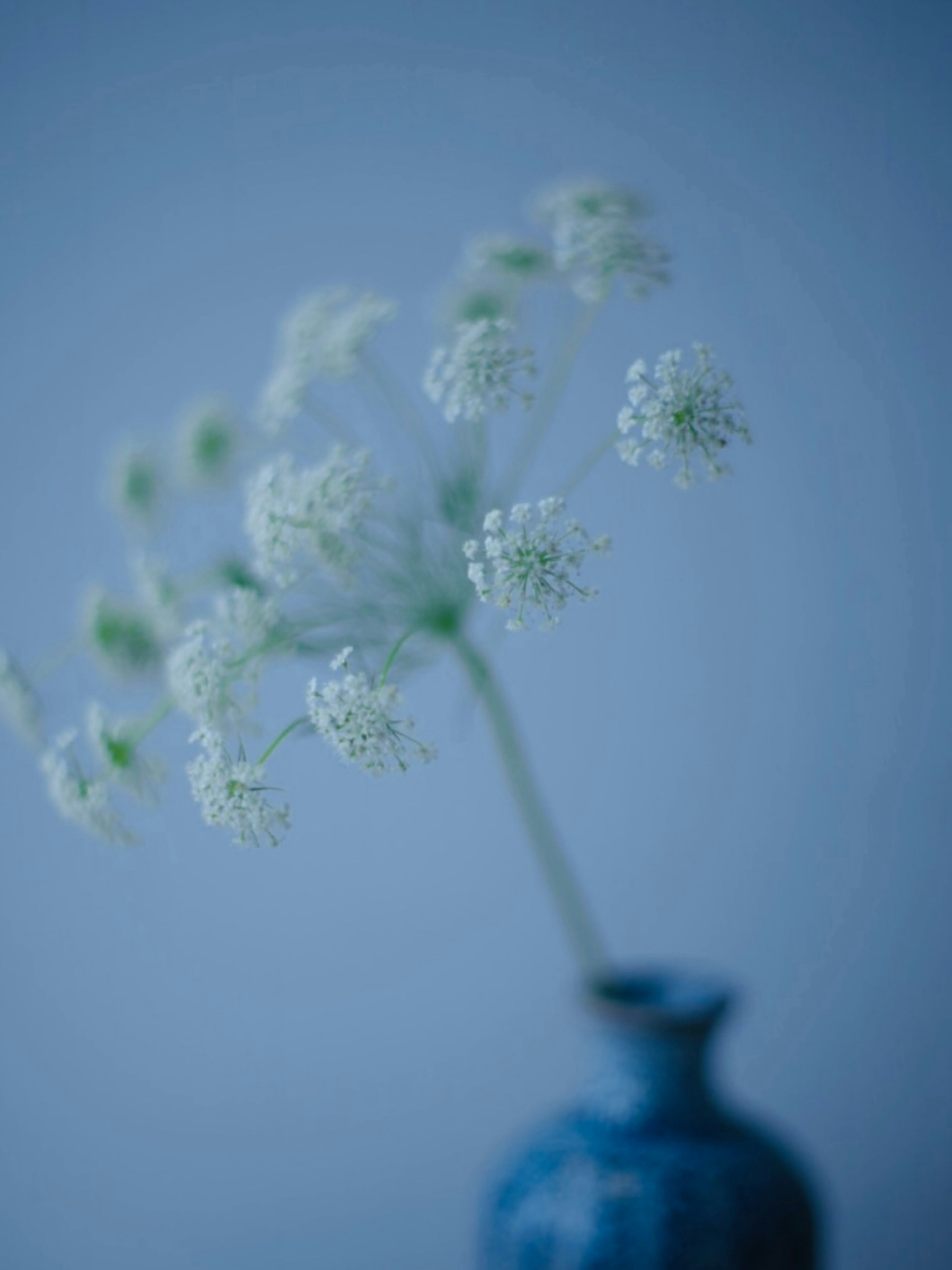 A blue background featuring a delicate white flower arrangement in a vase