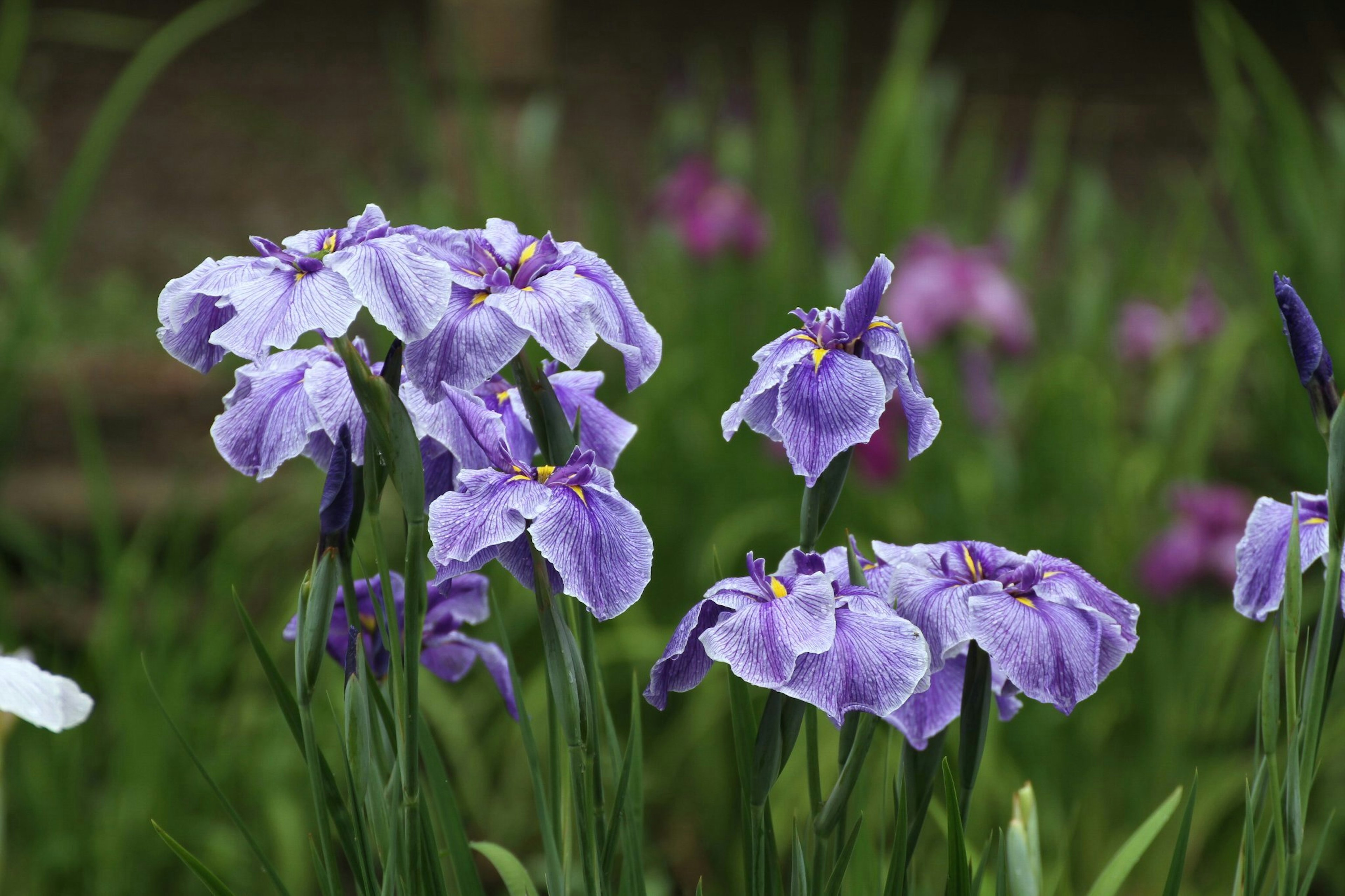 Pemandangan taman yang indah dengan bunga iris ungu yang mekar