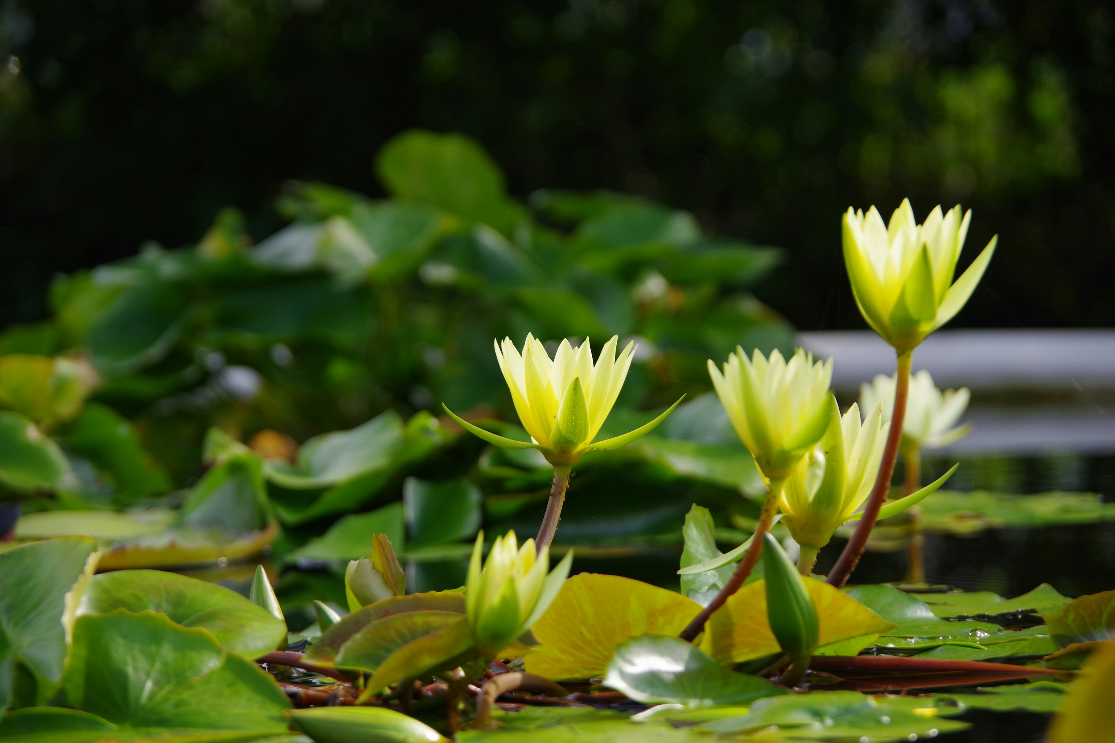 Lirios de agua amarillos floreciendo en un estanque con hojas verdes