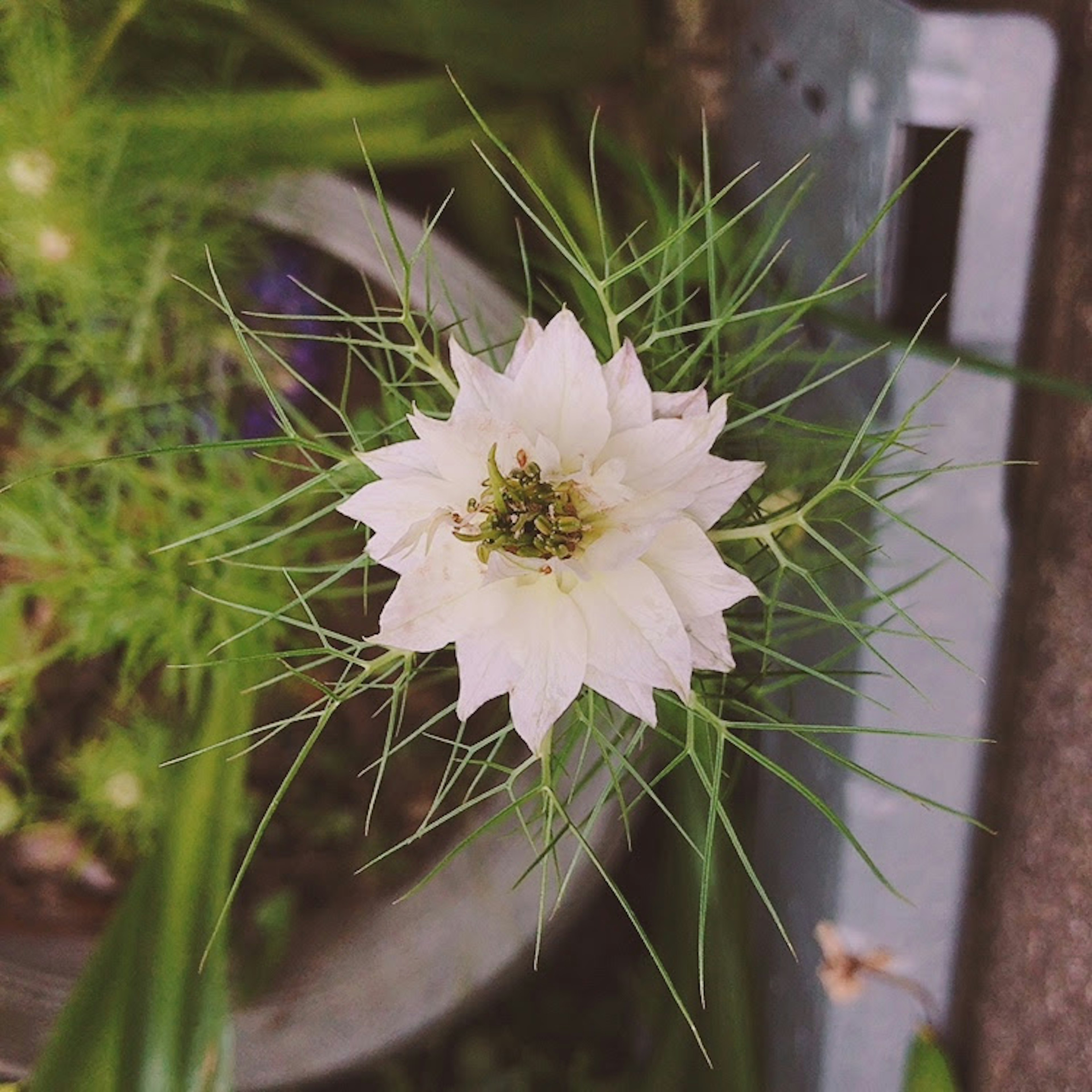 白い花と細い緑の葉が特徴的な植物の上からの視点