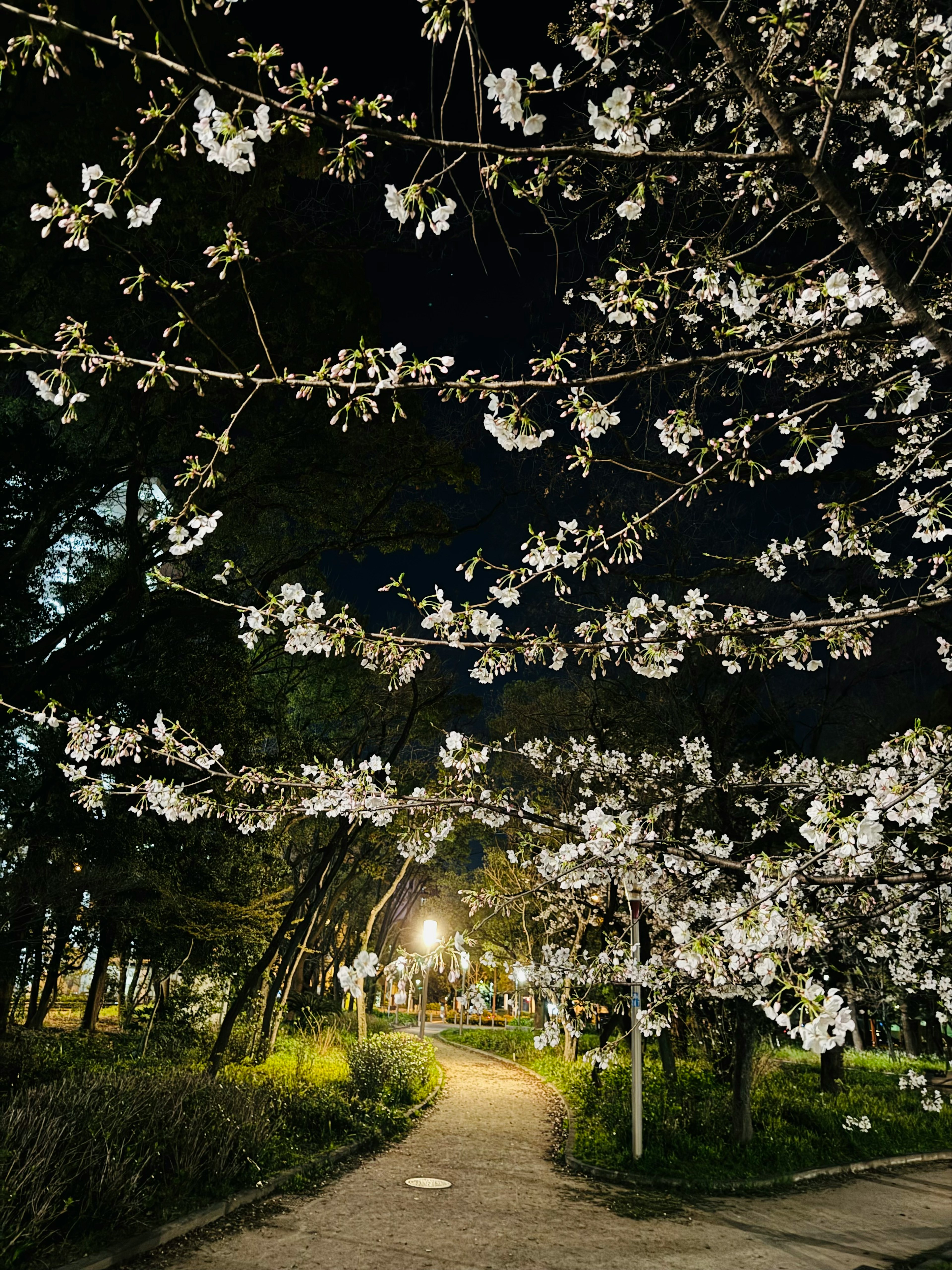 Vista notturna dei ciliegi in fiore e del sentiero