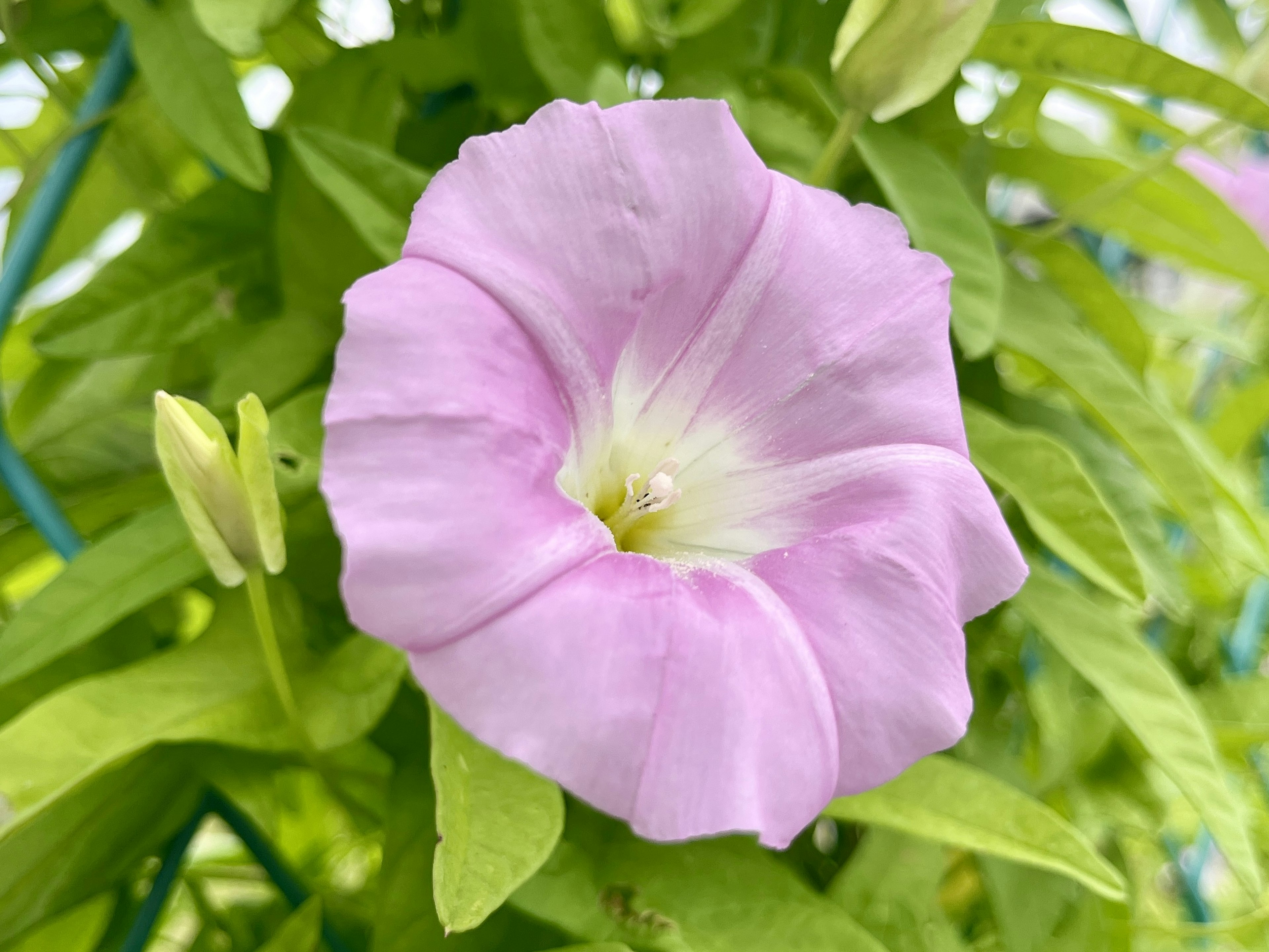 淡いピンクの花と緑の葉が特徴の植物のクローズアップ