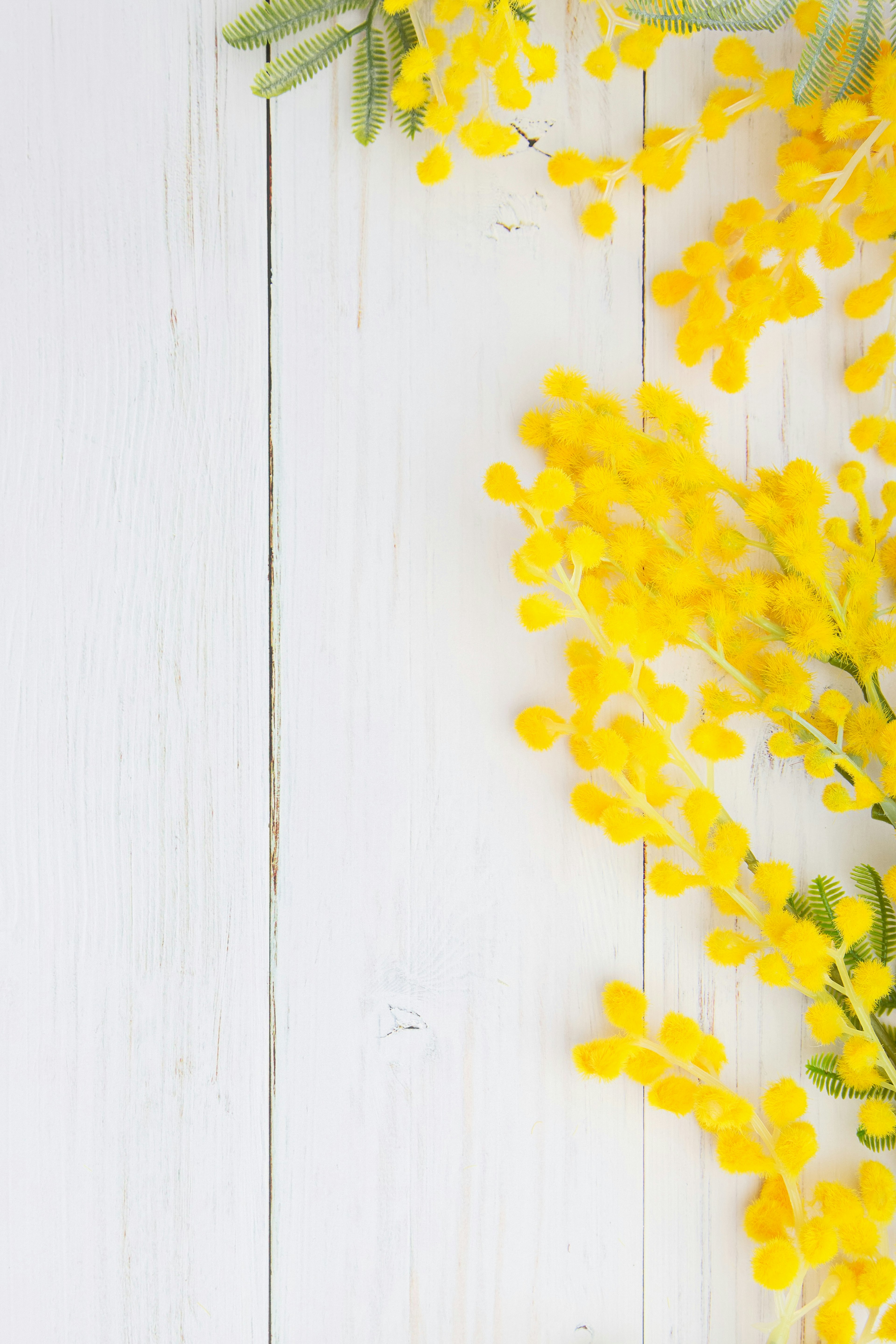 Gelbe Mimosenblüten und grüne Blätter auf einem weißen Holztisch angeordnet