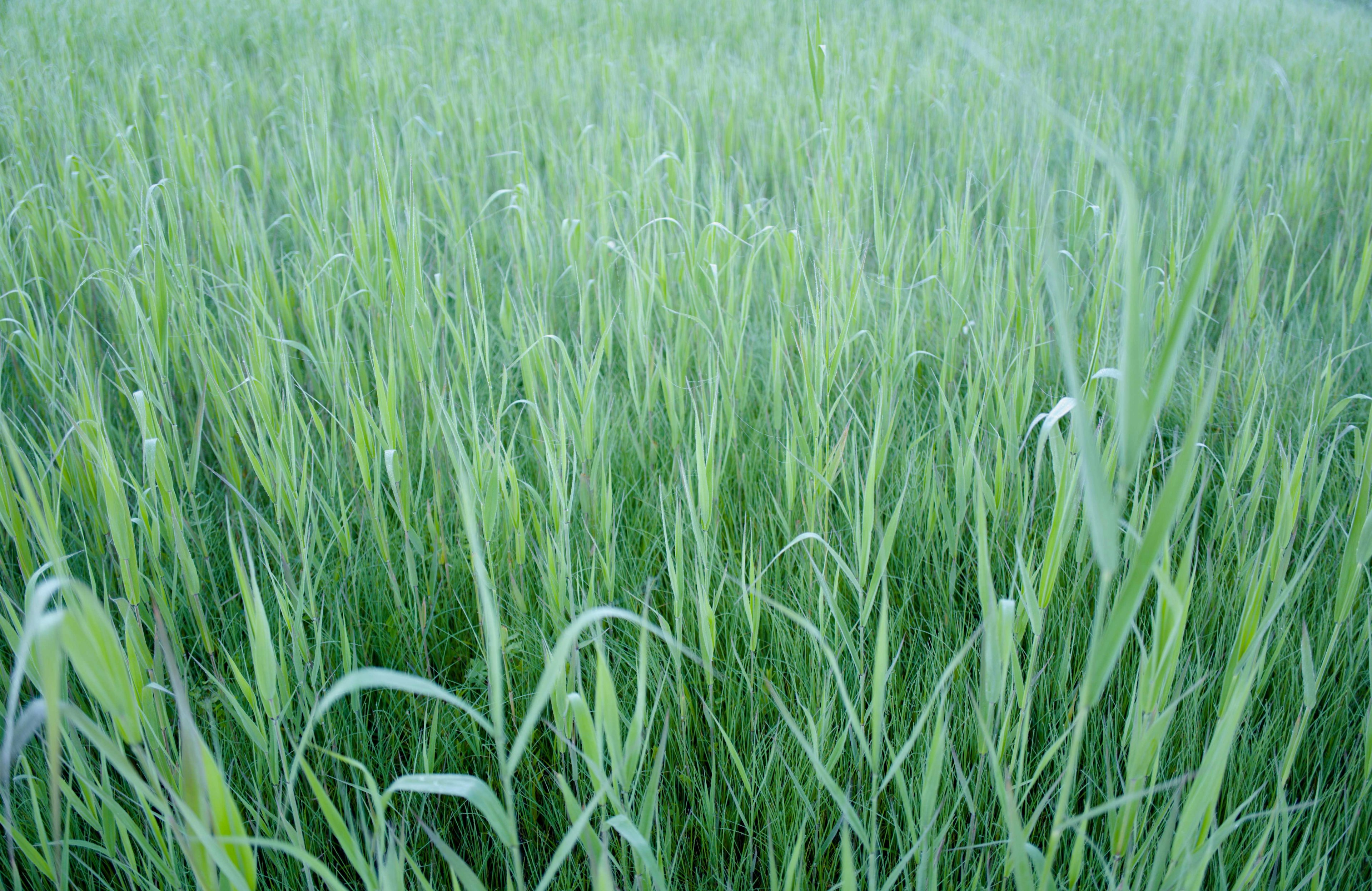 Campo di erba verde lussureggiante