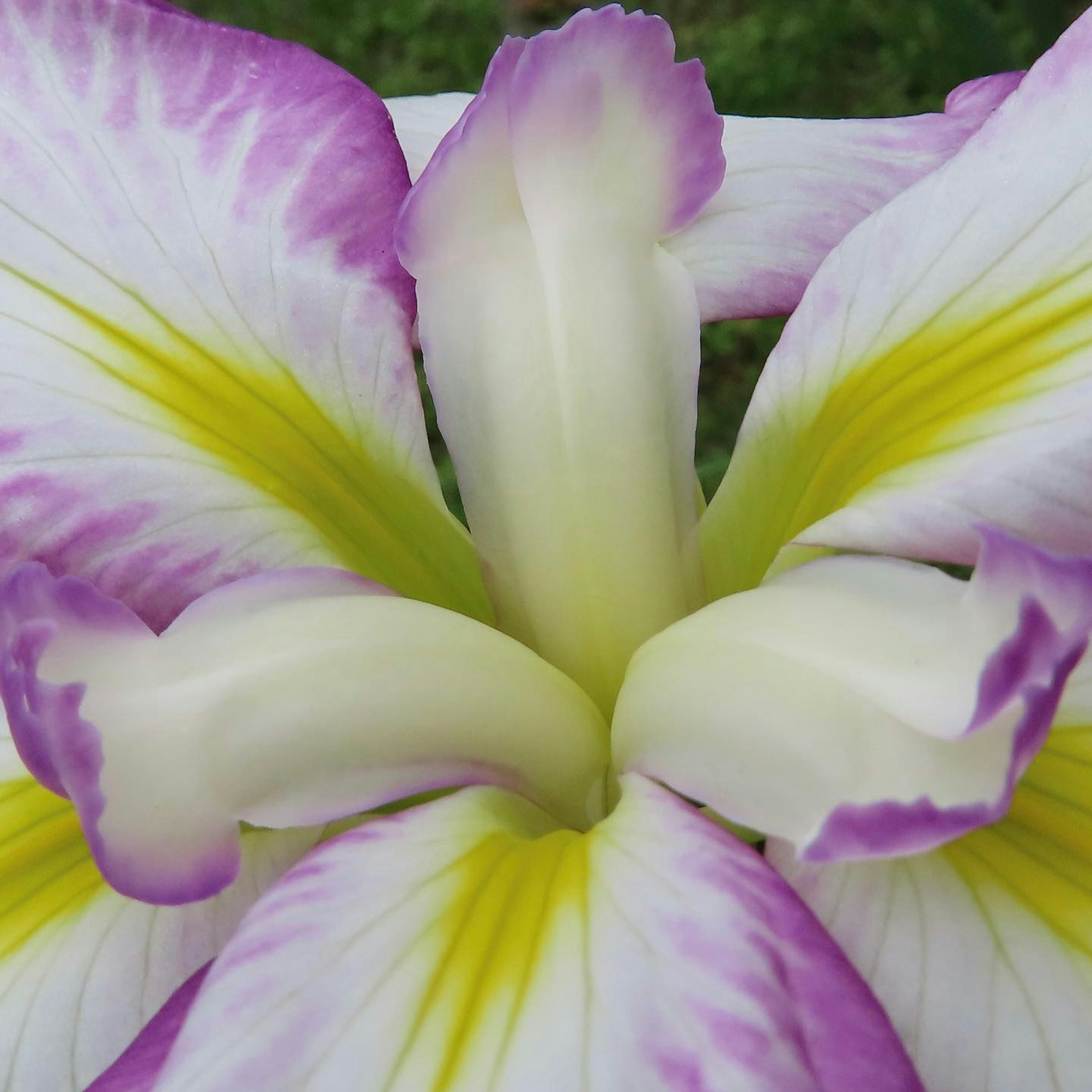 Primo piano di un fiore con petali viola e gialli