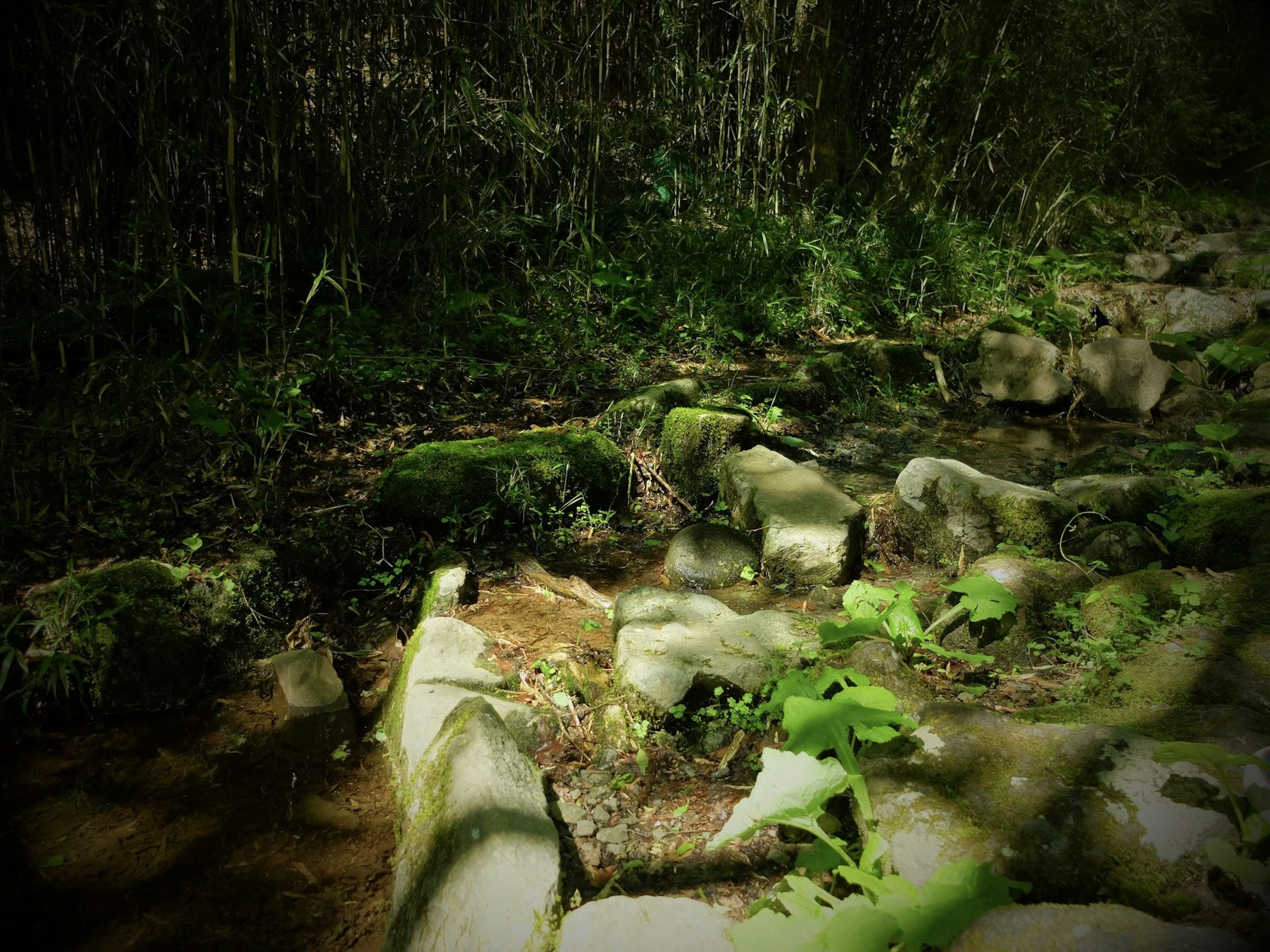 苔むした石の小道と緑の植物が生い茂る森の景色