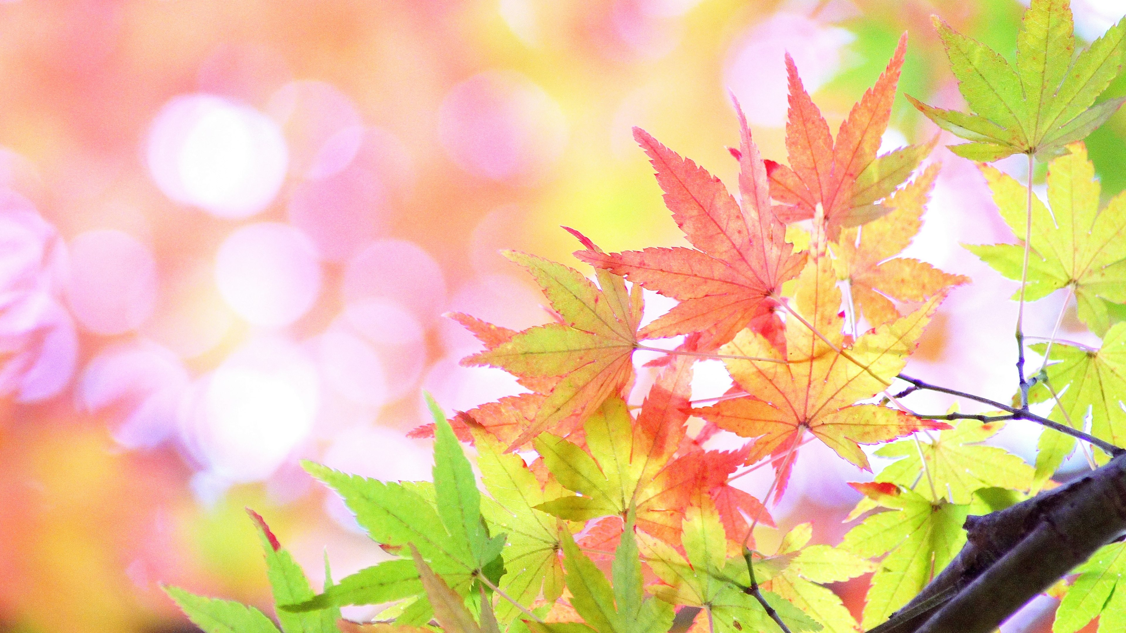 Bunte Herbstblätter vor einem sanften, verschwommenen Hintergrund