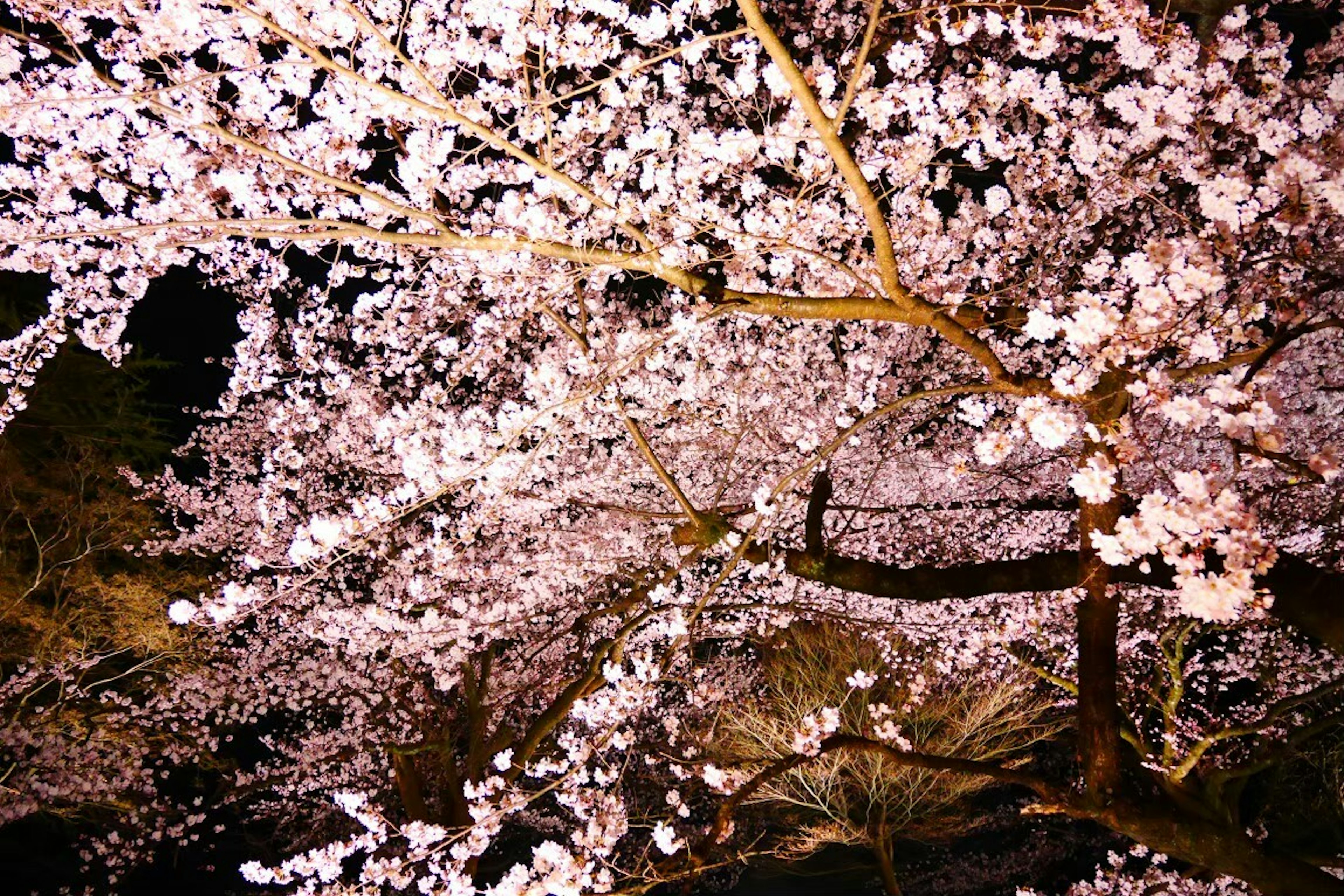 Cabang pohon sakura yang mekar di malam hari