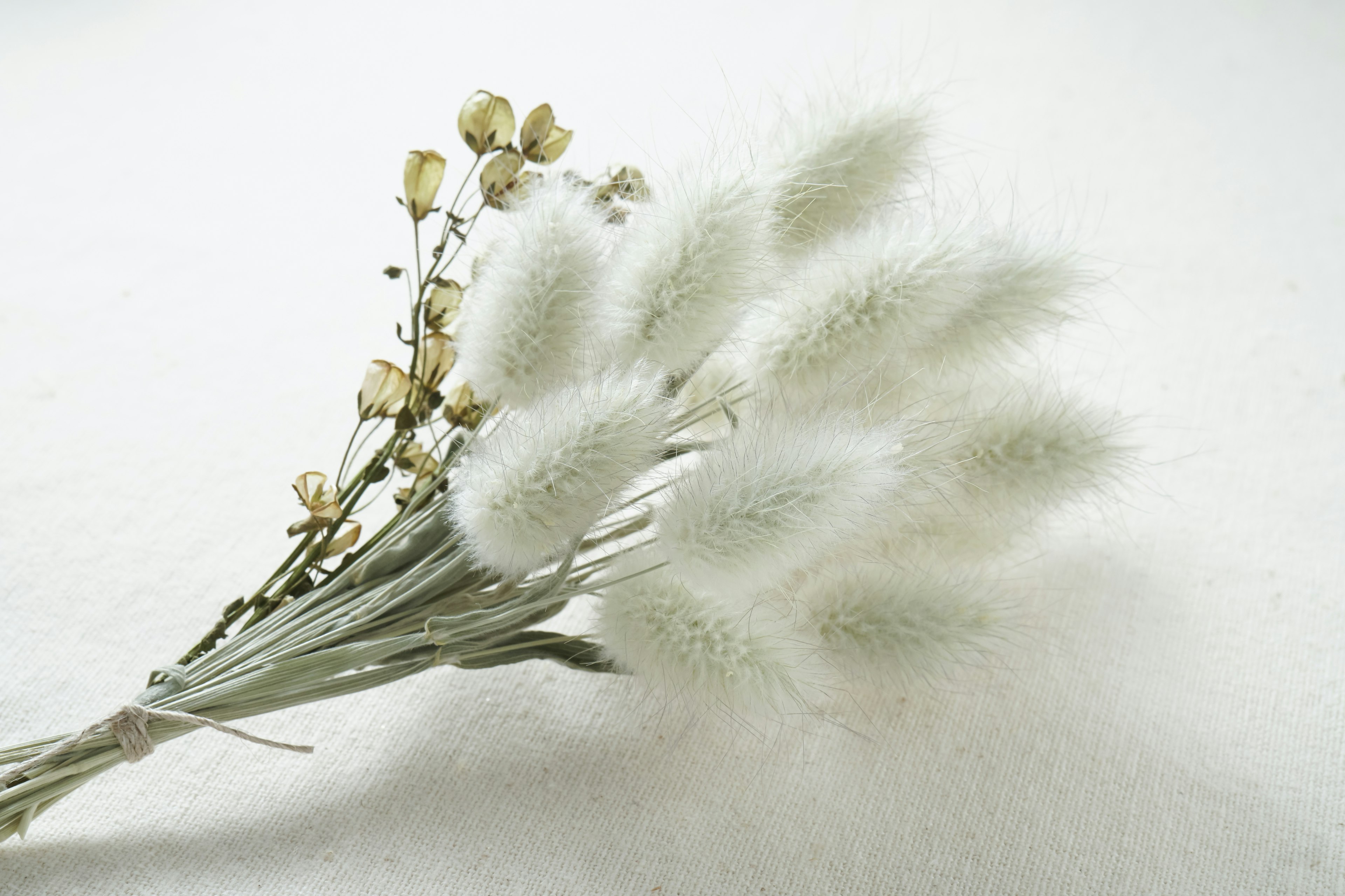 Un bouquet de fleurs séchées blanches et duveteuses avec un fond doux