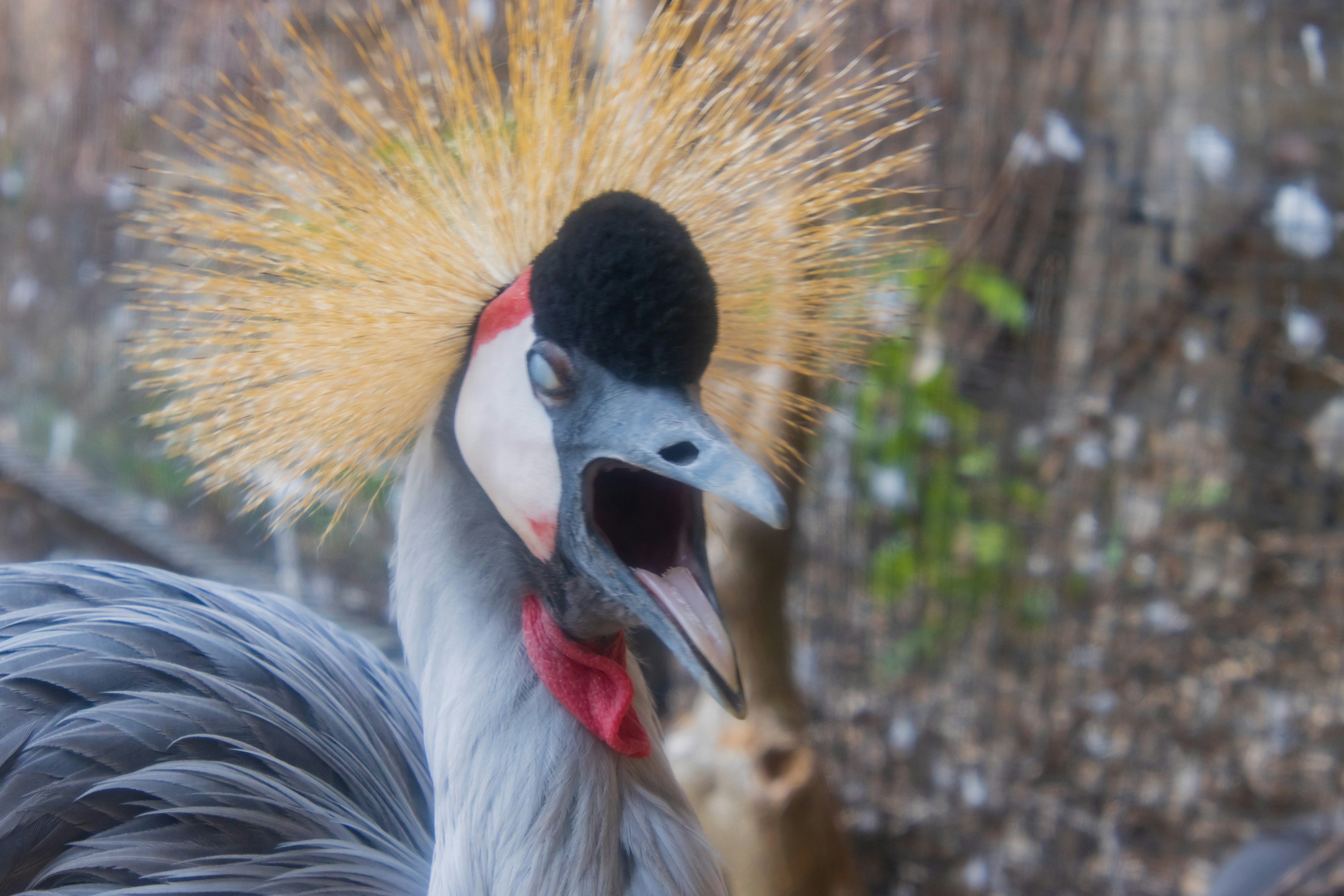 Una hermosa grúa coronada con el pico abierto