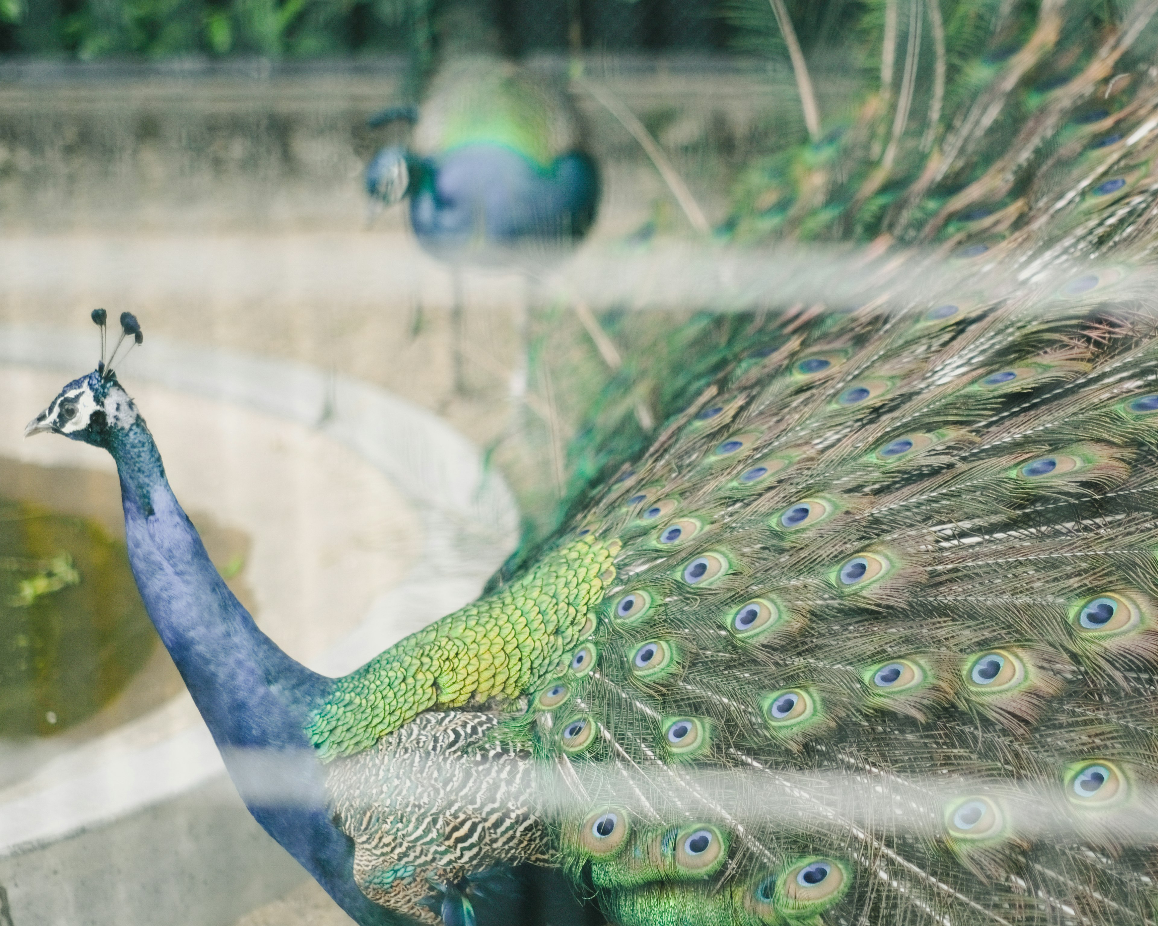 A beautiful peacock displaying its feathers near a pond