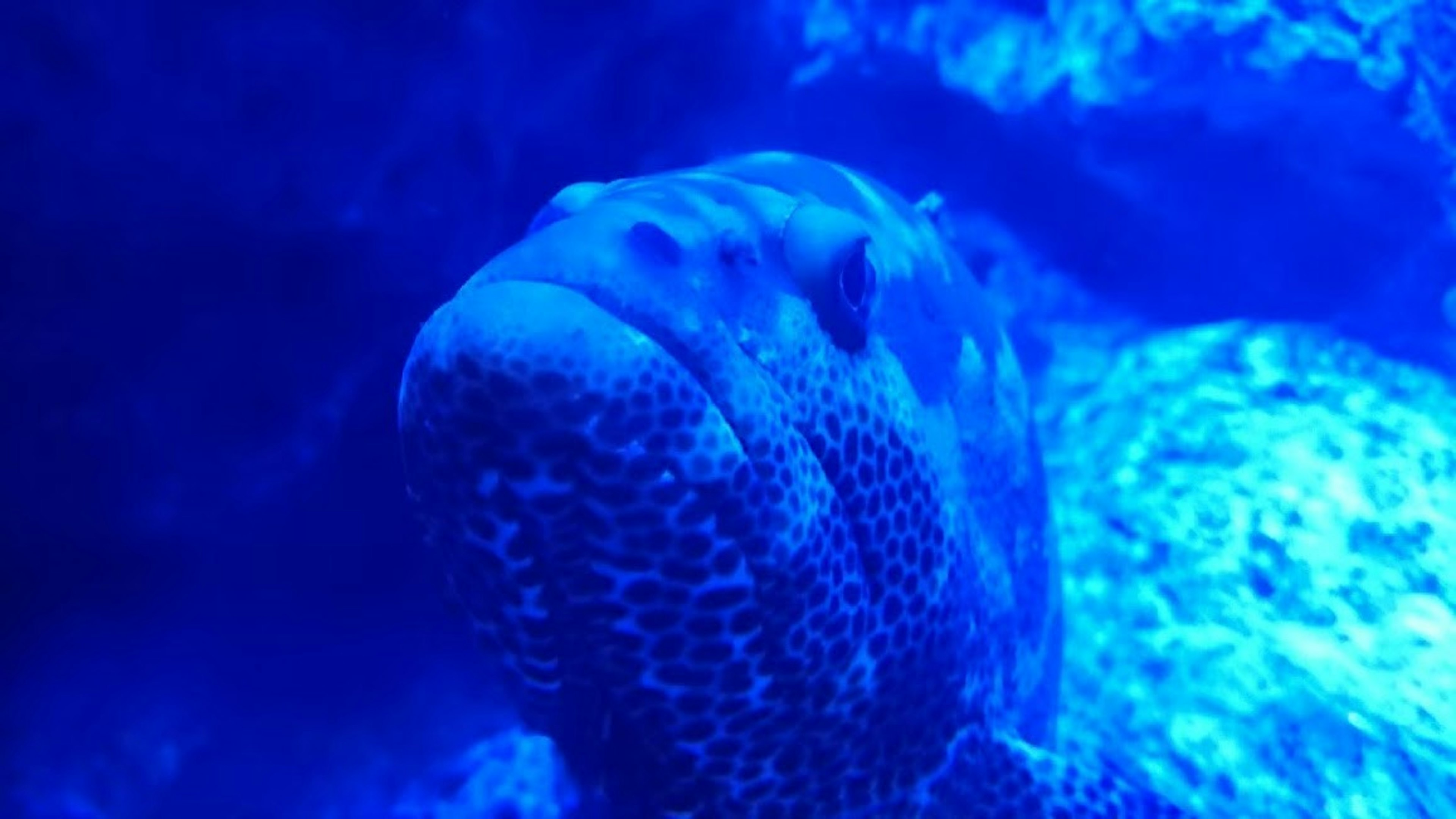 Close-up belut laut di bawah air dengan cahaya biru