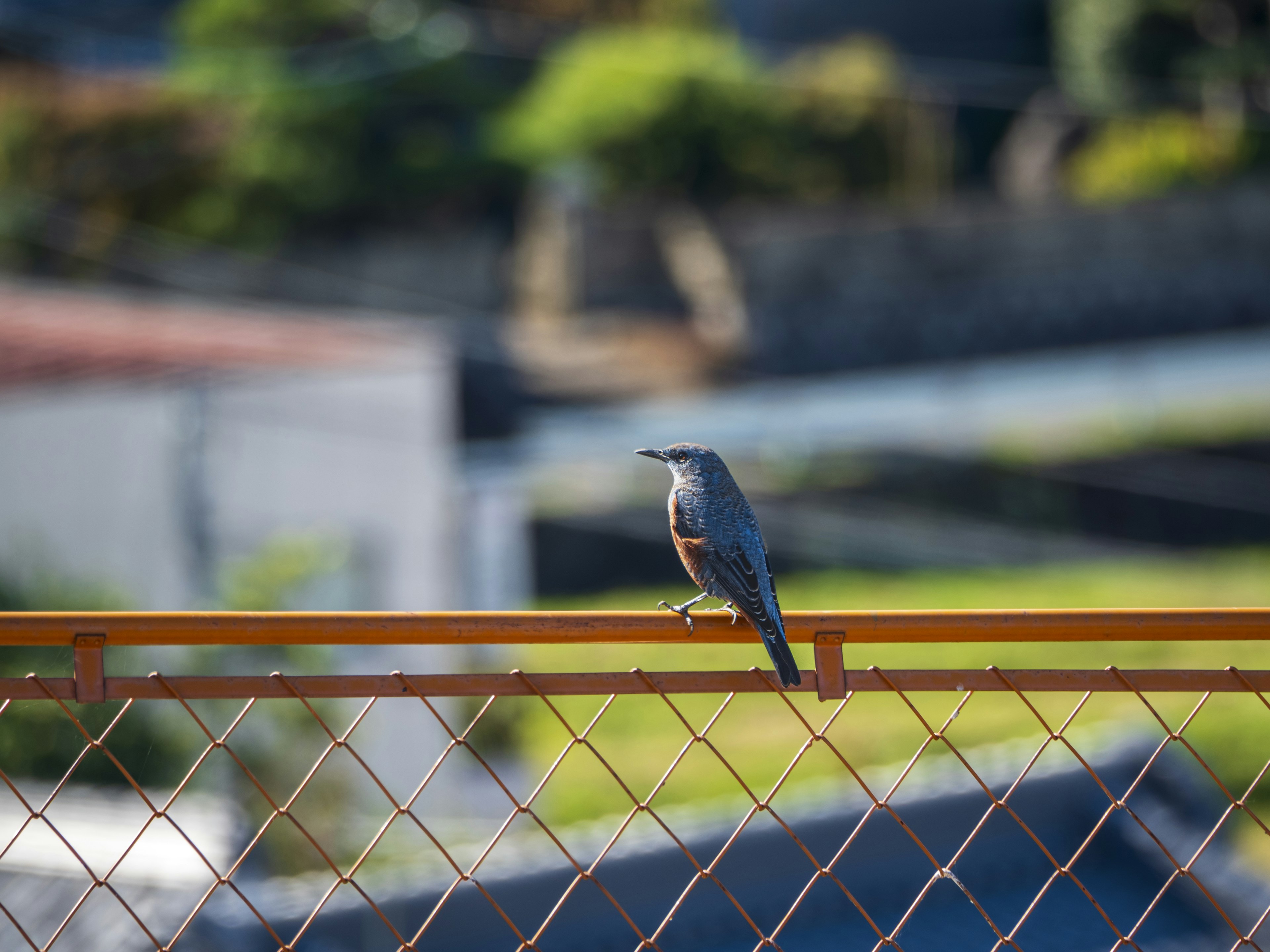 Pájaro gris posado en una cerca con fondo borroso de vegetación y edificios