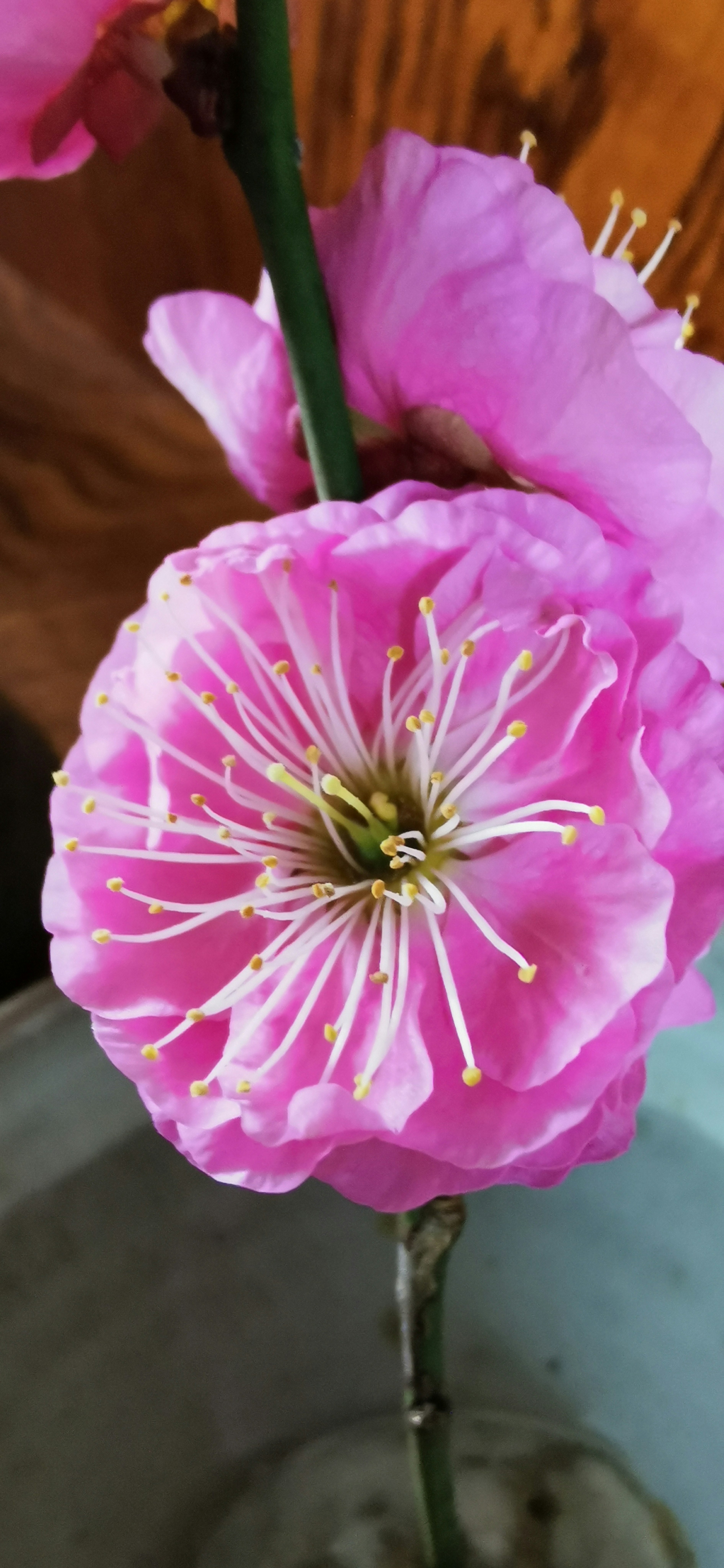 鮮やかなピンクの花が中央にあり、白い雄しべが目立つ