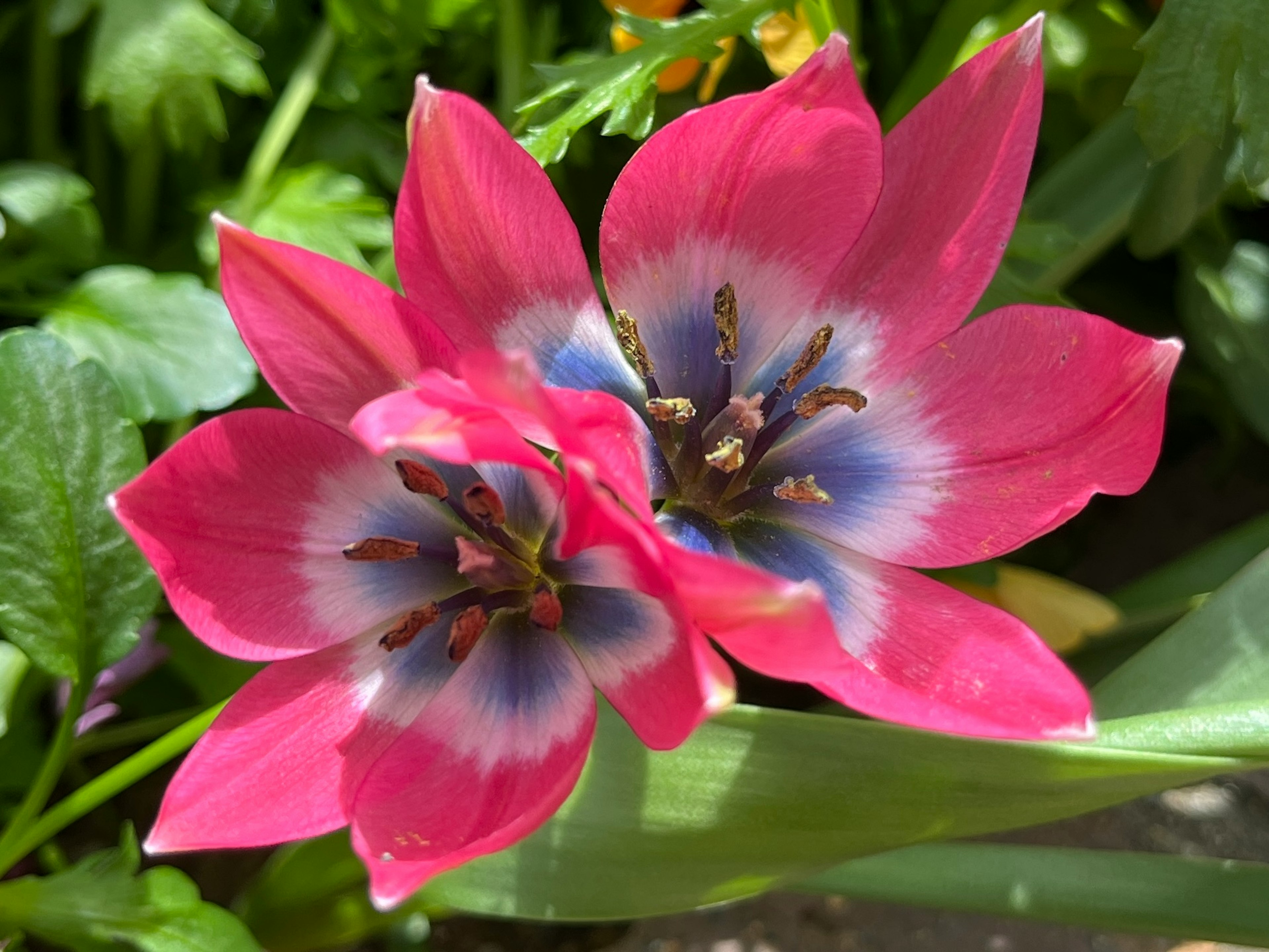 ピンクの花びらと青い中心を持つ美しいチューリップの花