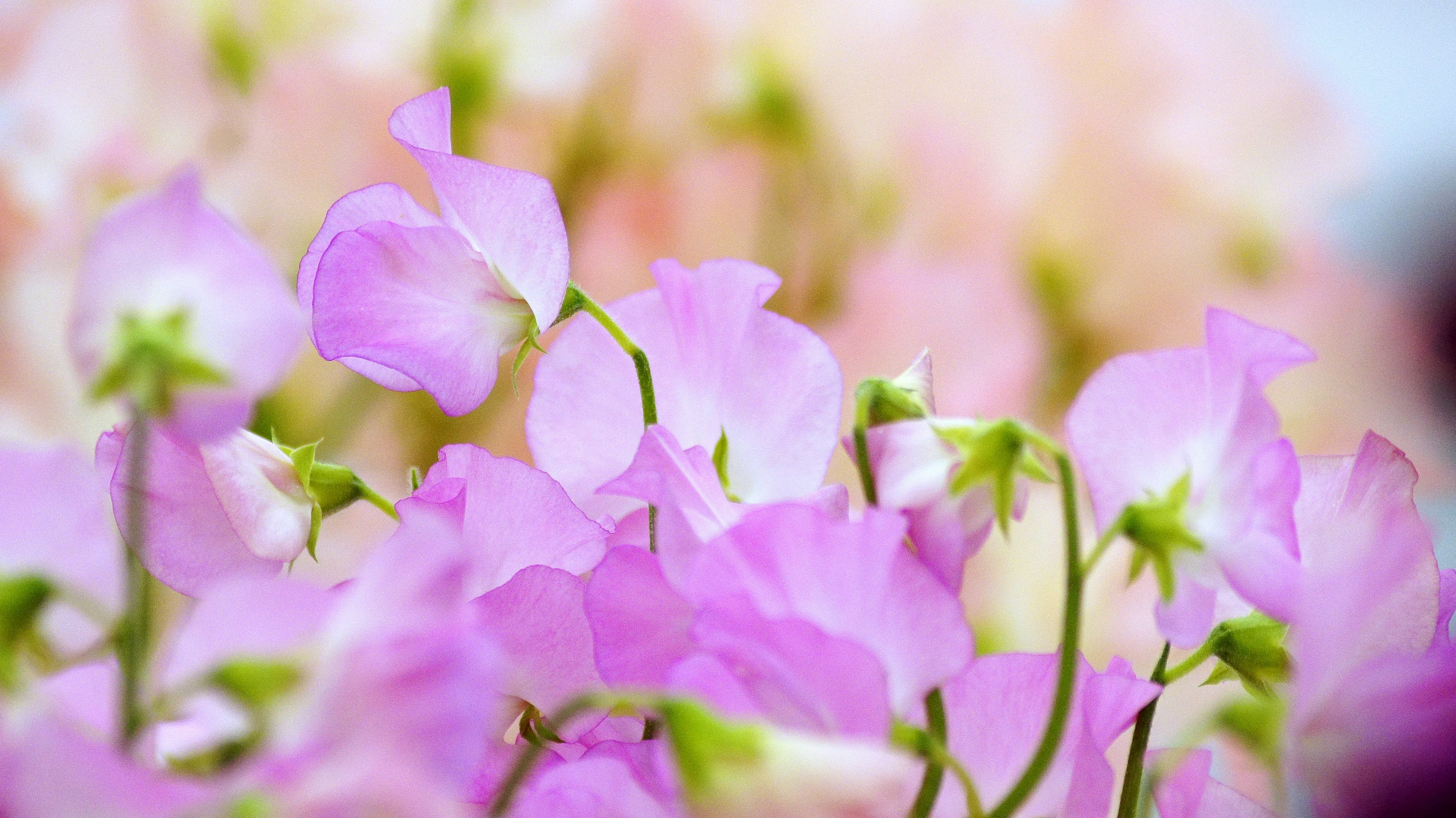 Gros plan de fleurs roses délicates avec un arrière-plan flou doux