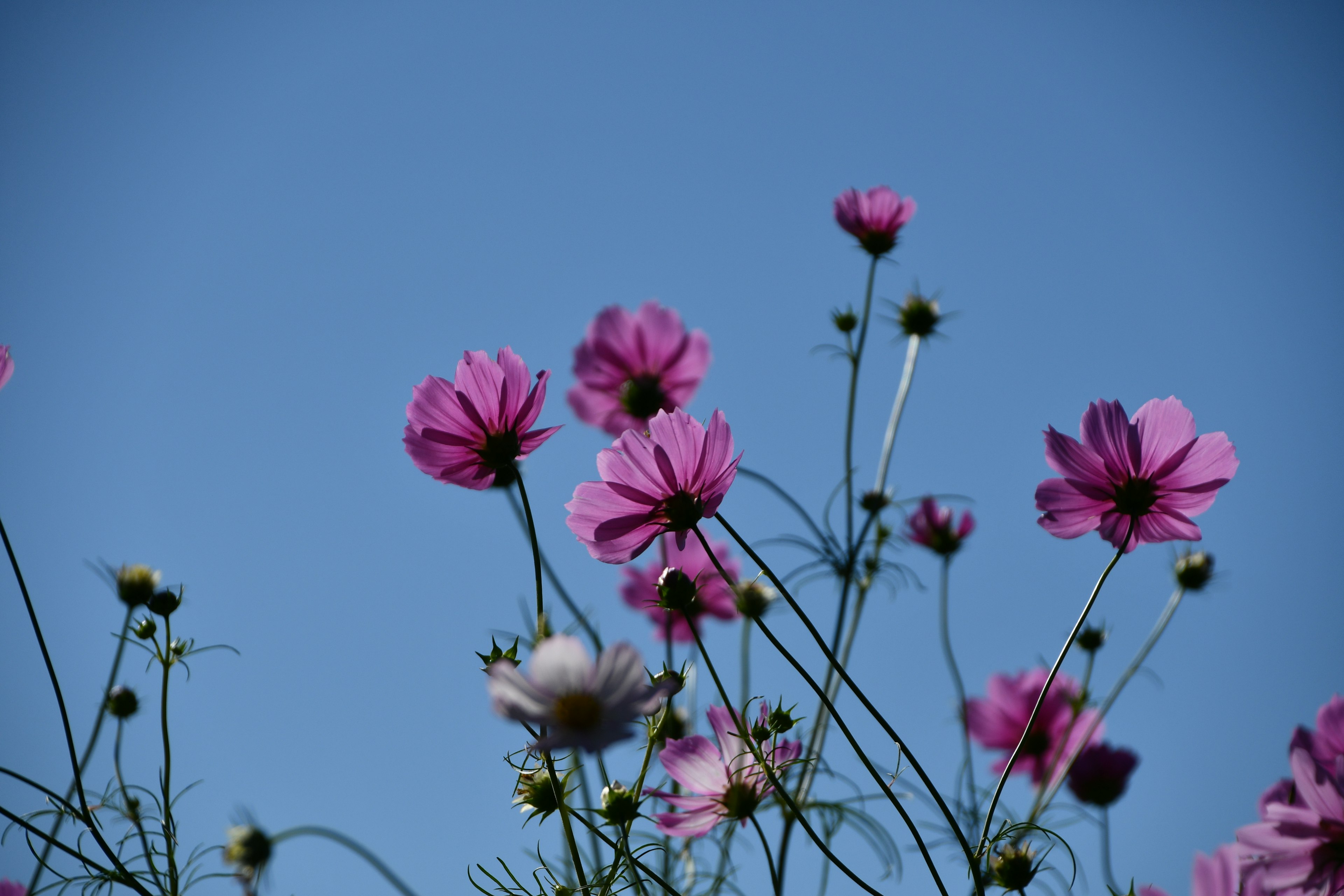 Primer plano de flores rosas contra un cielo azul