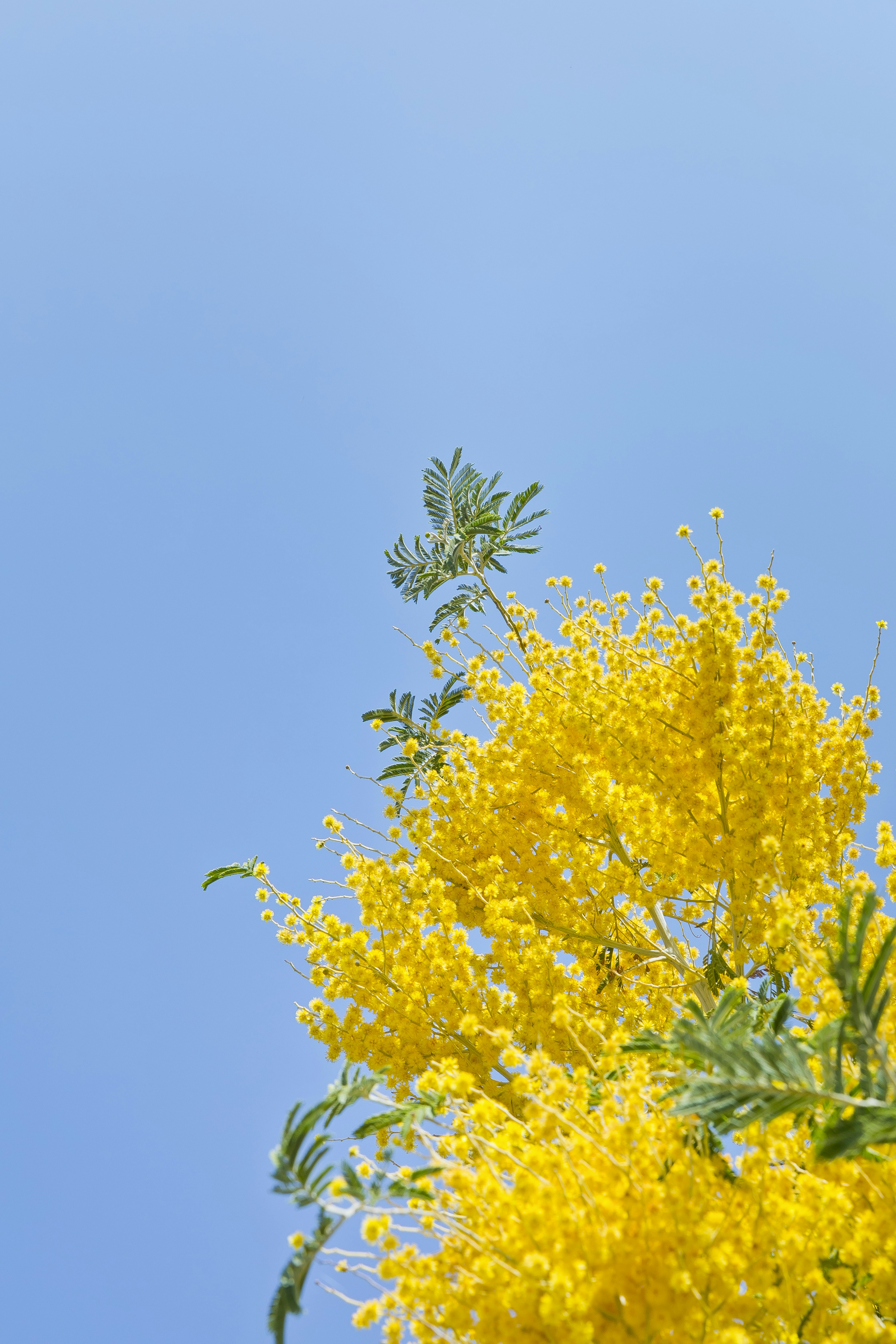 Bright yellow mimosa flowers against a blue sky