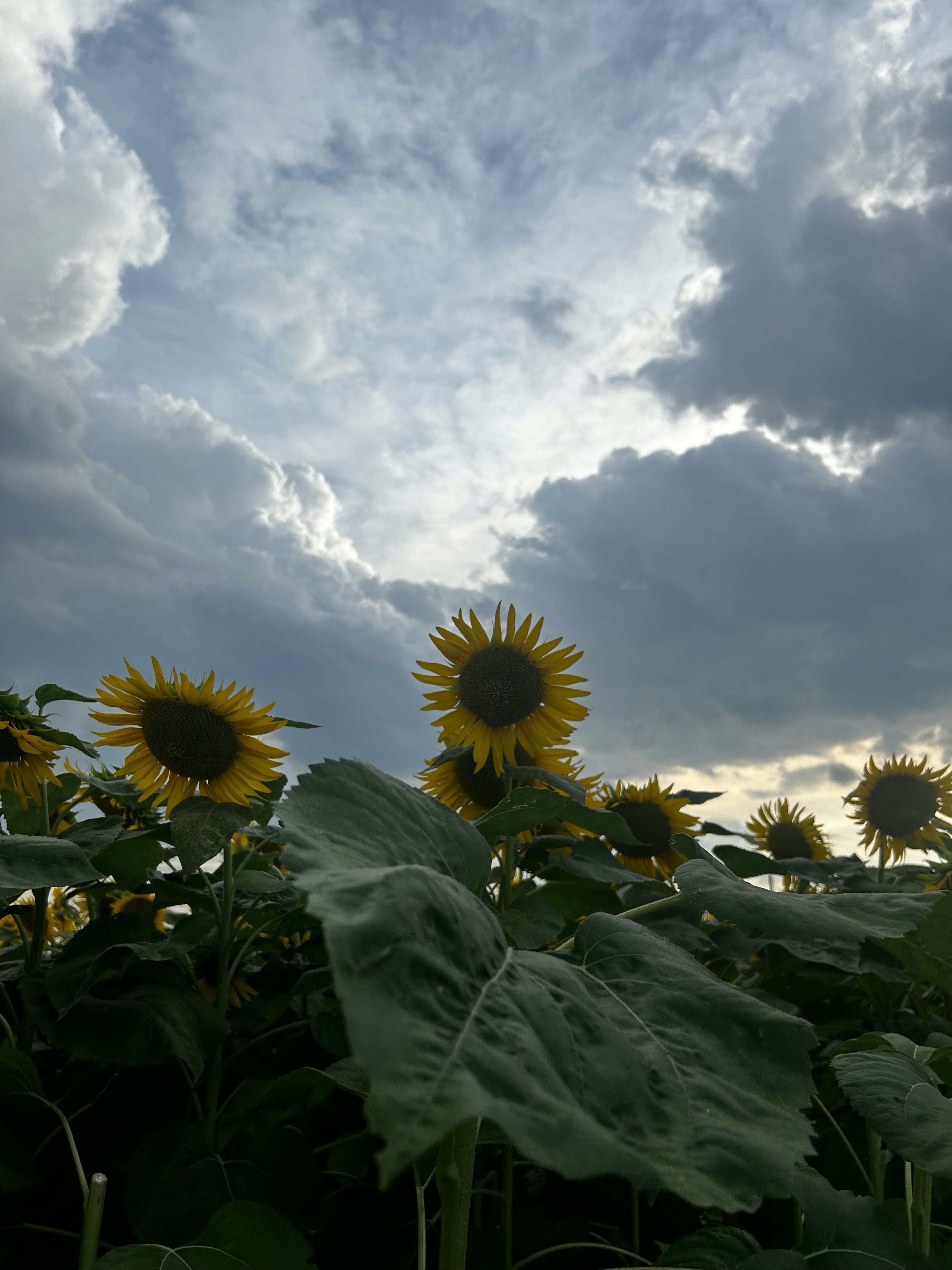 Champ de tournesols sous un ciel nuageux