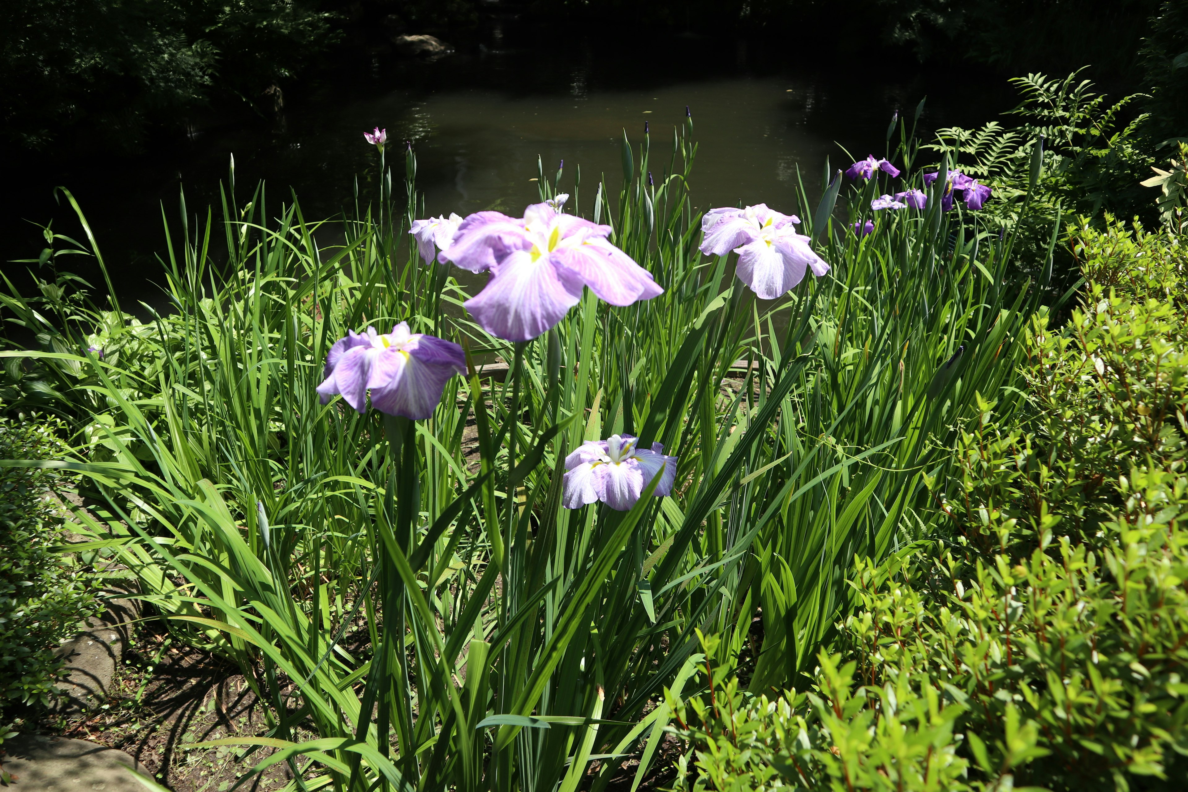 Grupo de flores de iris moradas rodeadas de follaje verde en un jardín