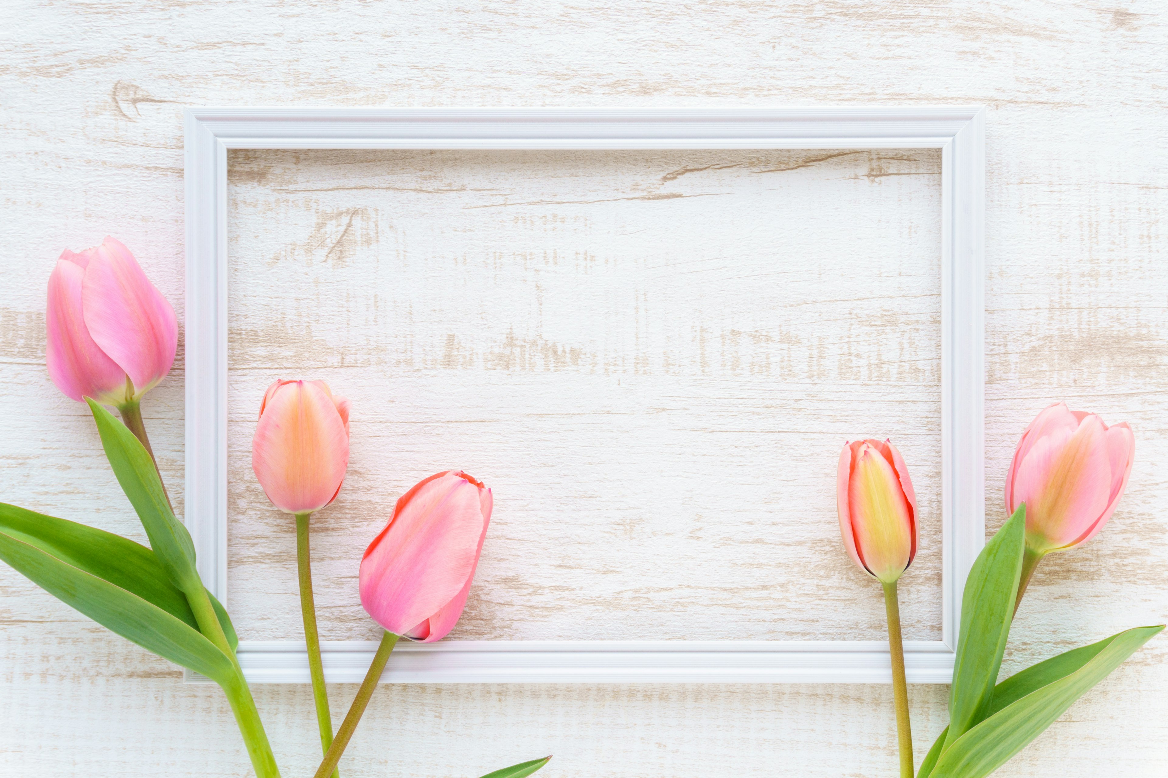 Bild mit einem weißen Rahmen und rosa Tulpen, die darum angeordnet sind