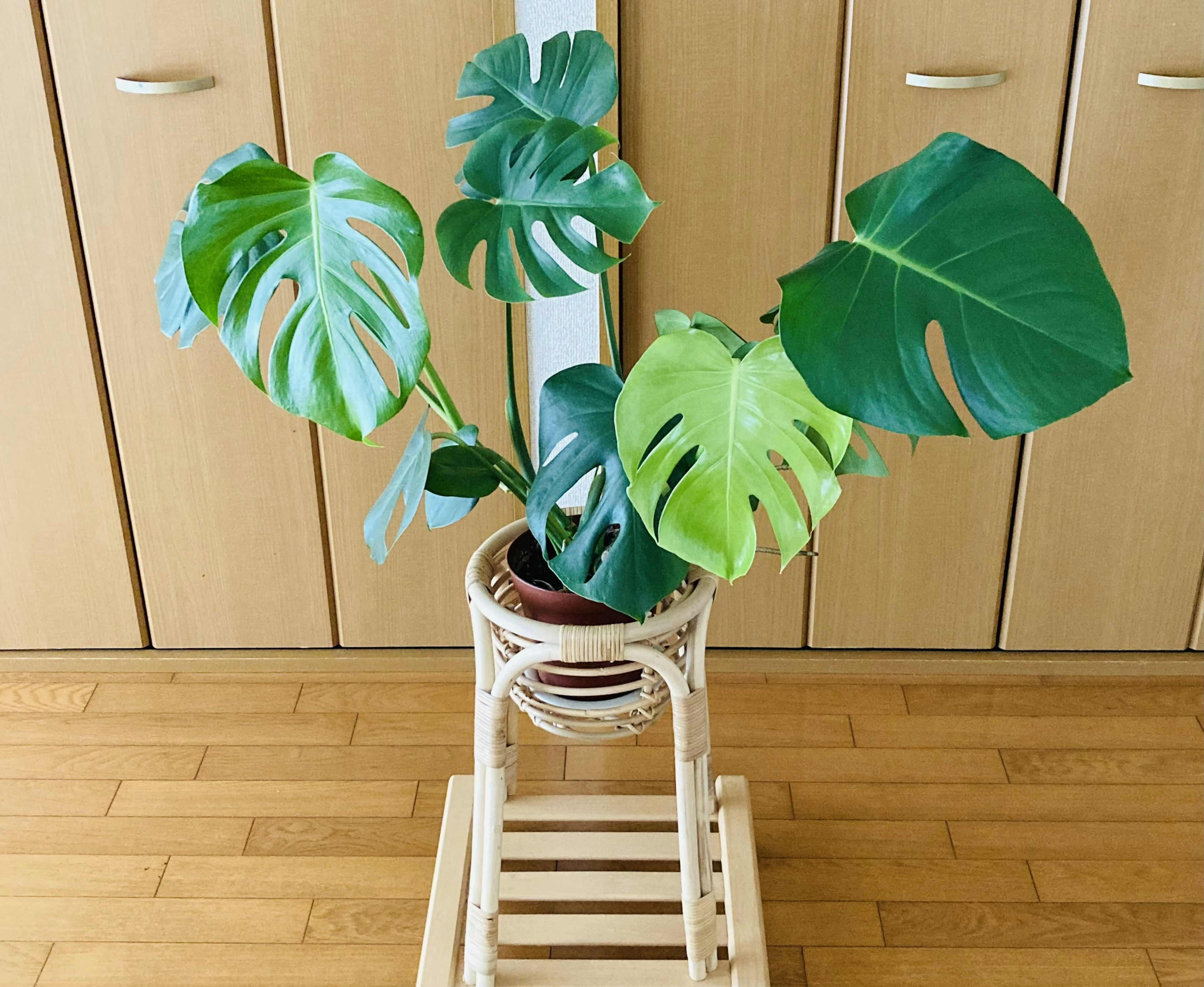 Cây Monstera trong giá gỗ trong nhà