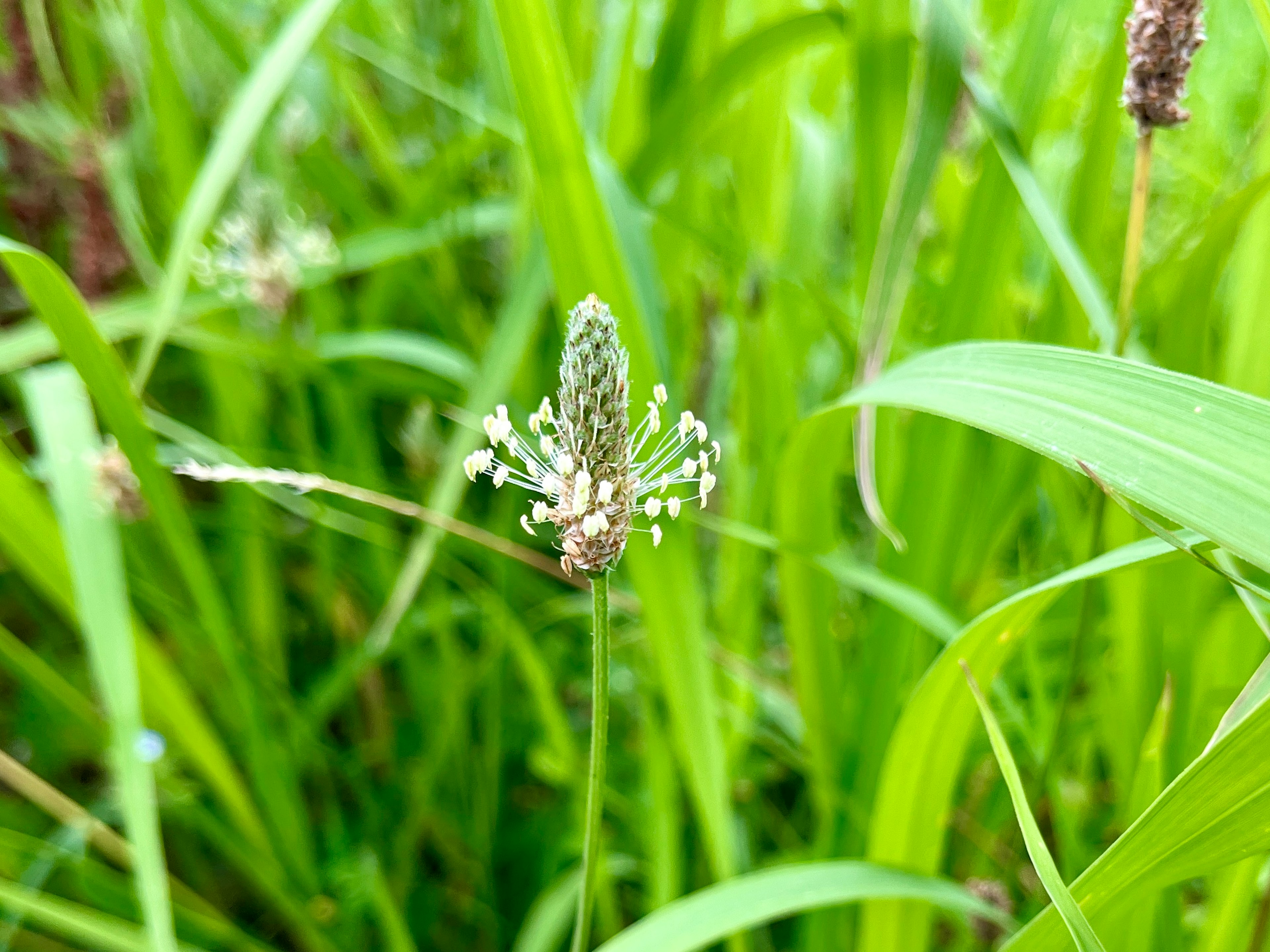 緑の草の中に咲く小さな白い花の植物