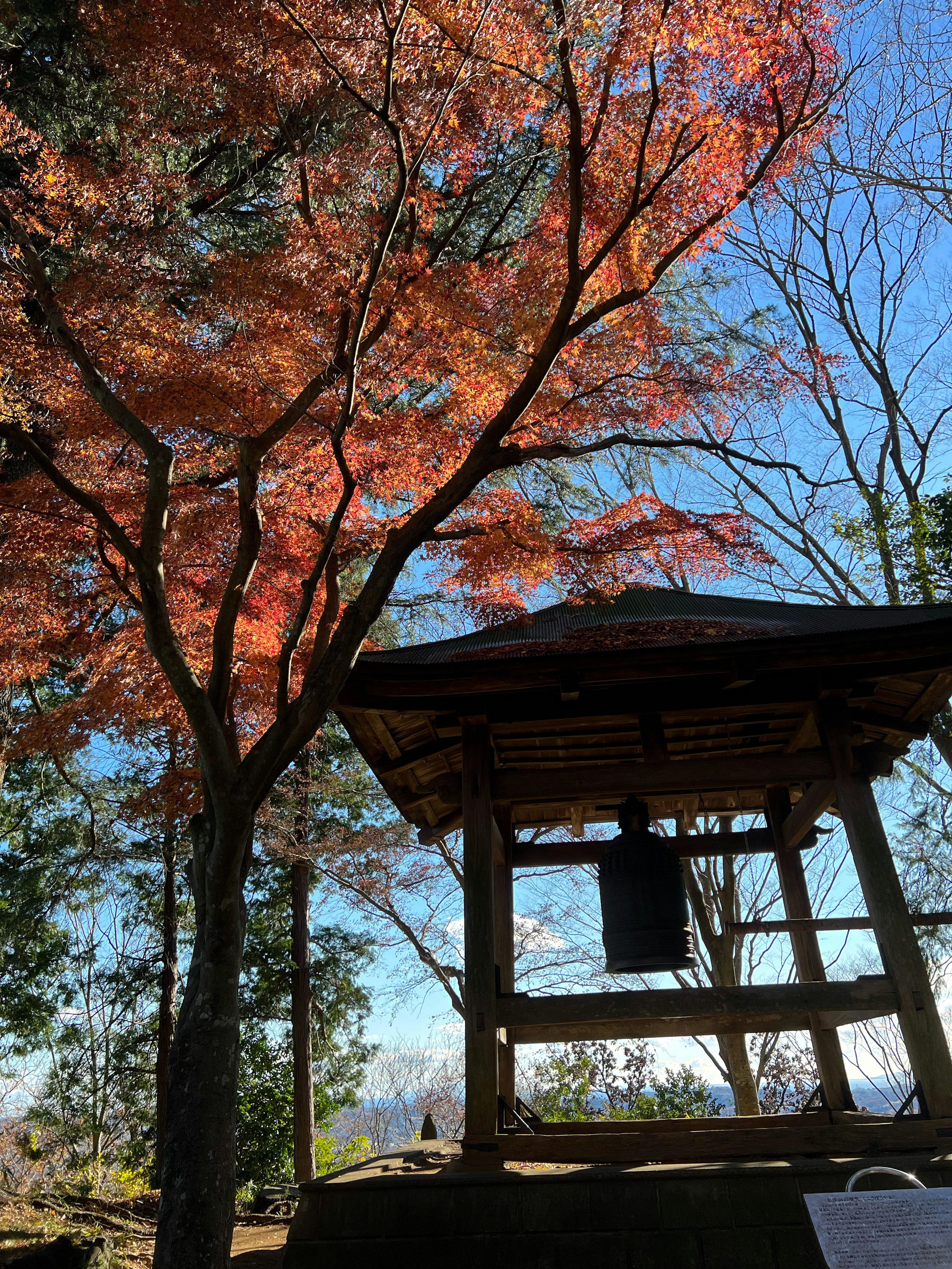 Árbol de arce con hojas de otoño y torre de campana de madera bajo el cielo azul