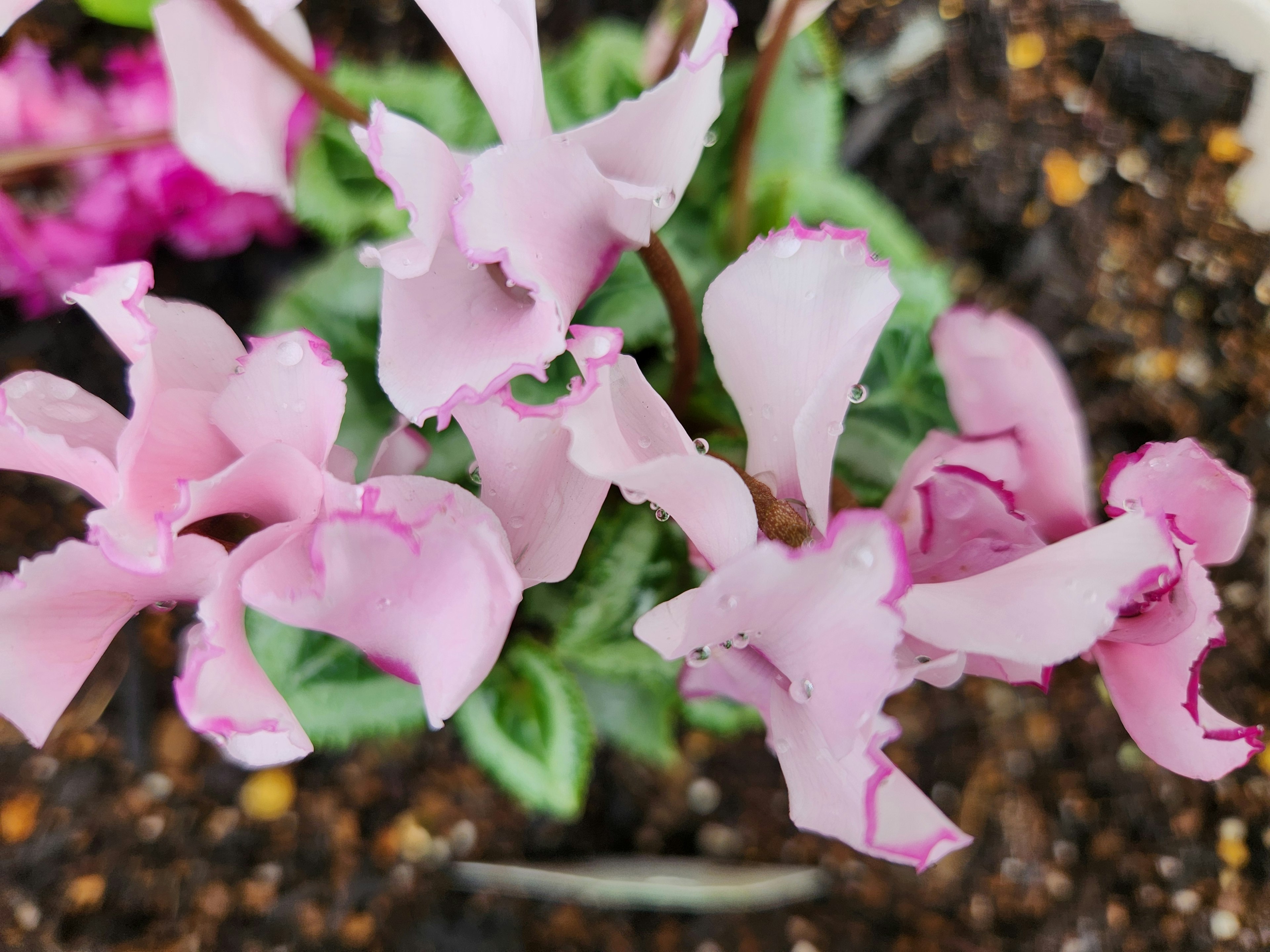 鮮やかなピンクの花が咲いている植物のクローズアップ