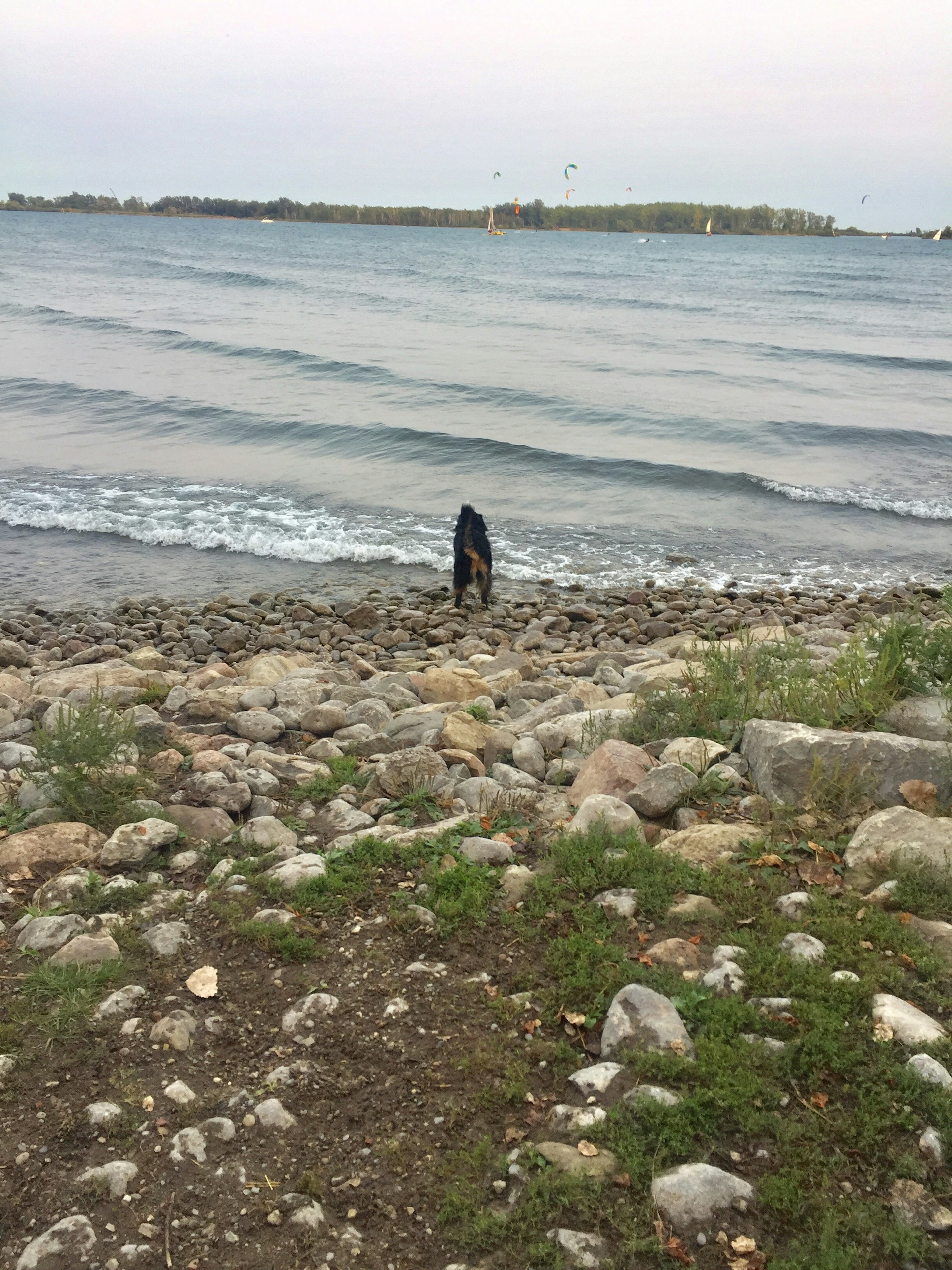 Silhouette of a dog playing by the waves at the shore