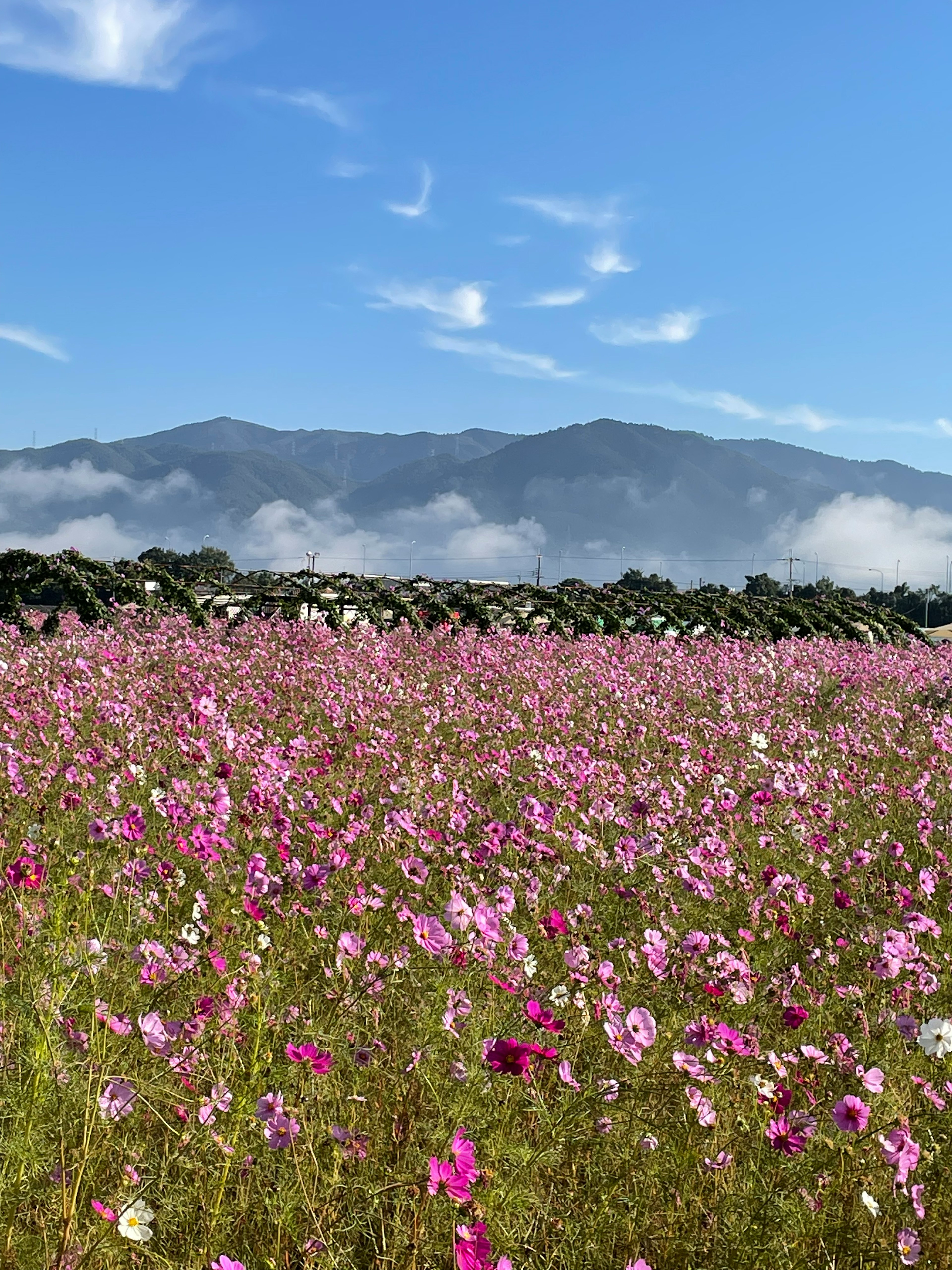 青空の下に広がるコスモス畑と遠くの山々