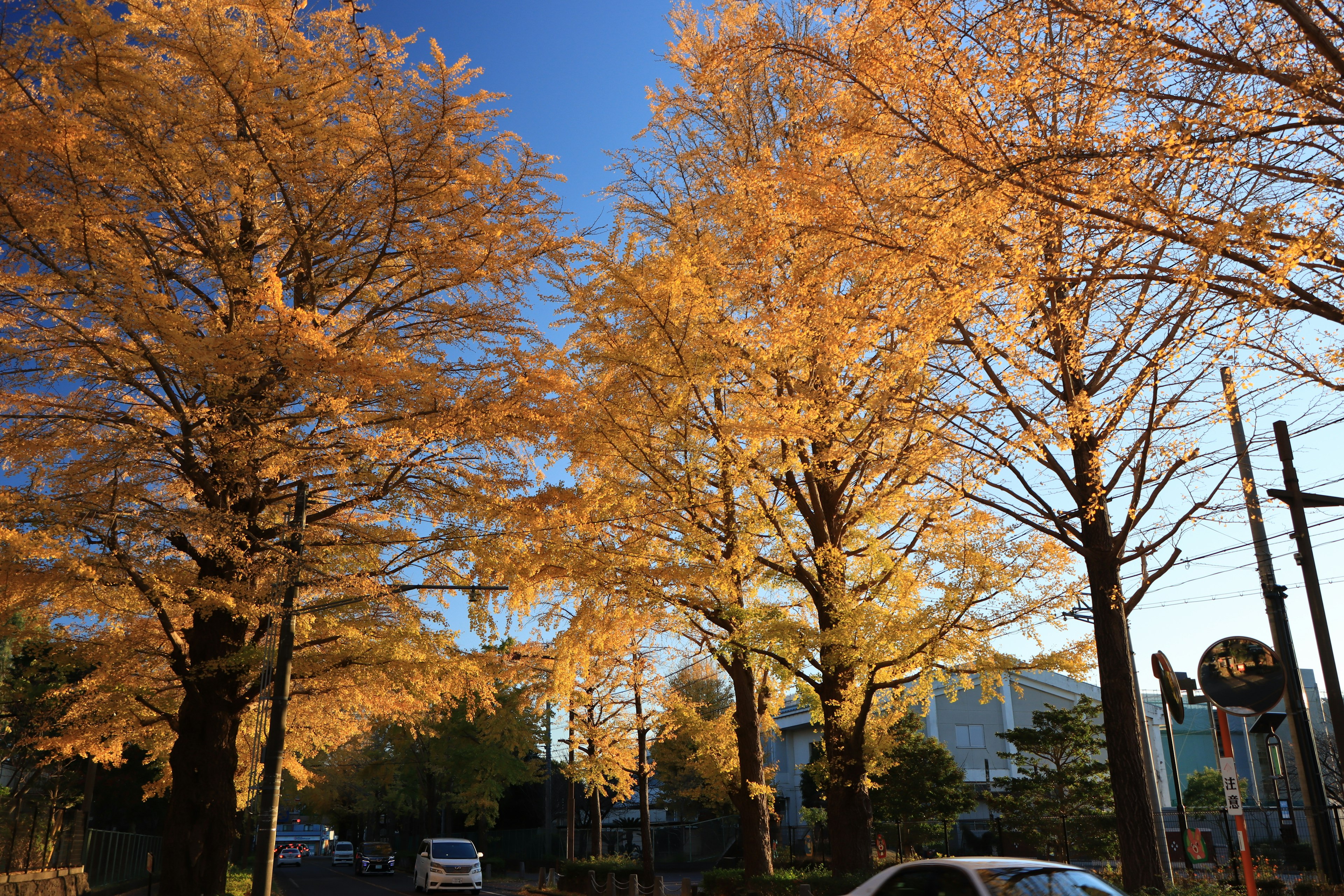 Vista escénica de árboles dorados de otoño a lo largo de la calle