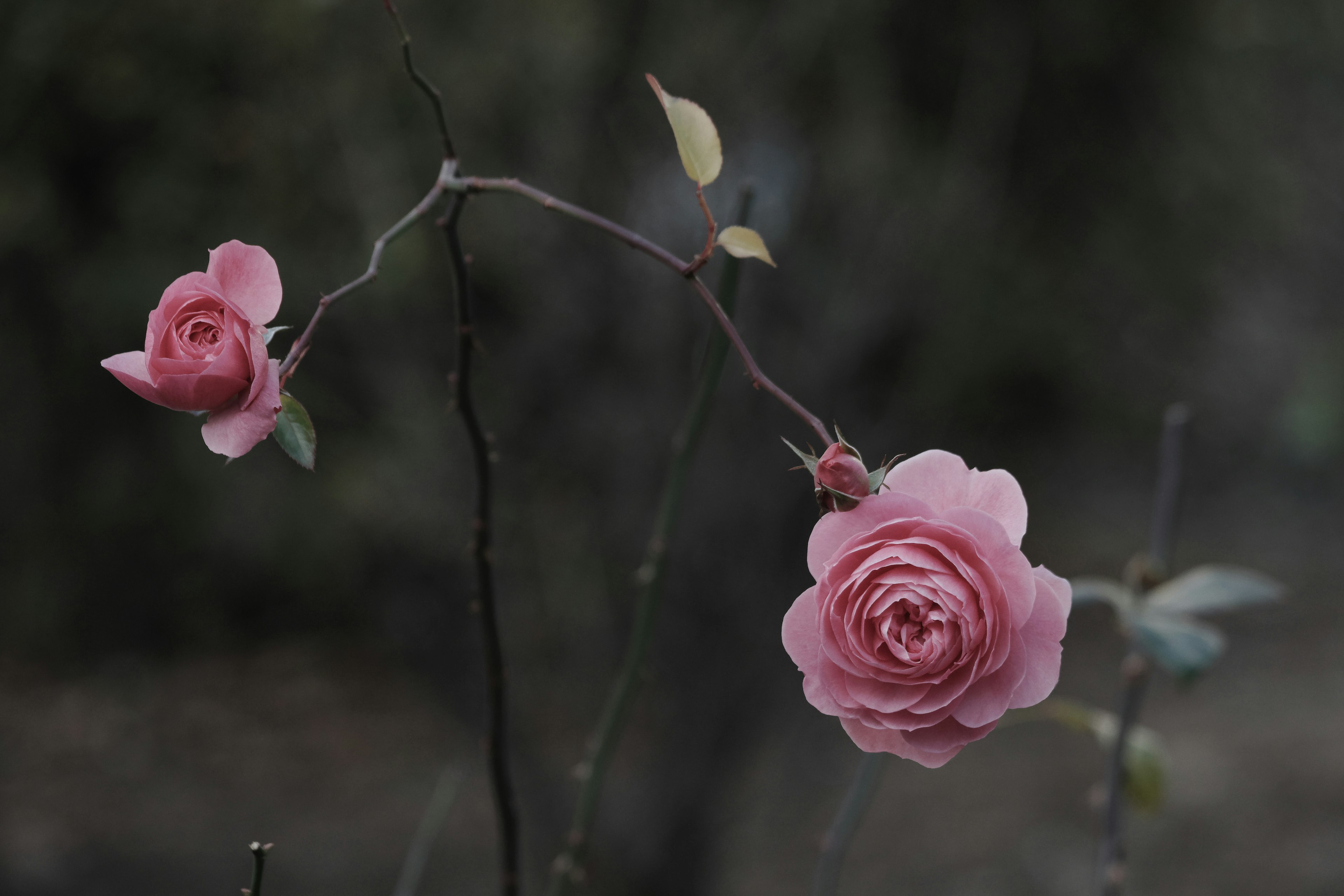 薄いピンクのバラの花が二輪咲いている枝の画像