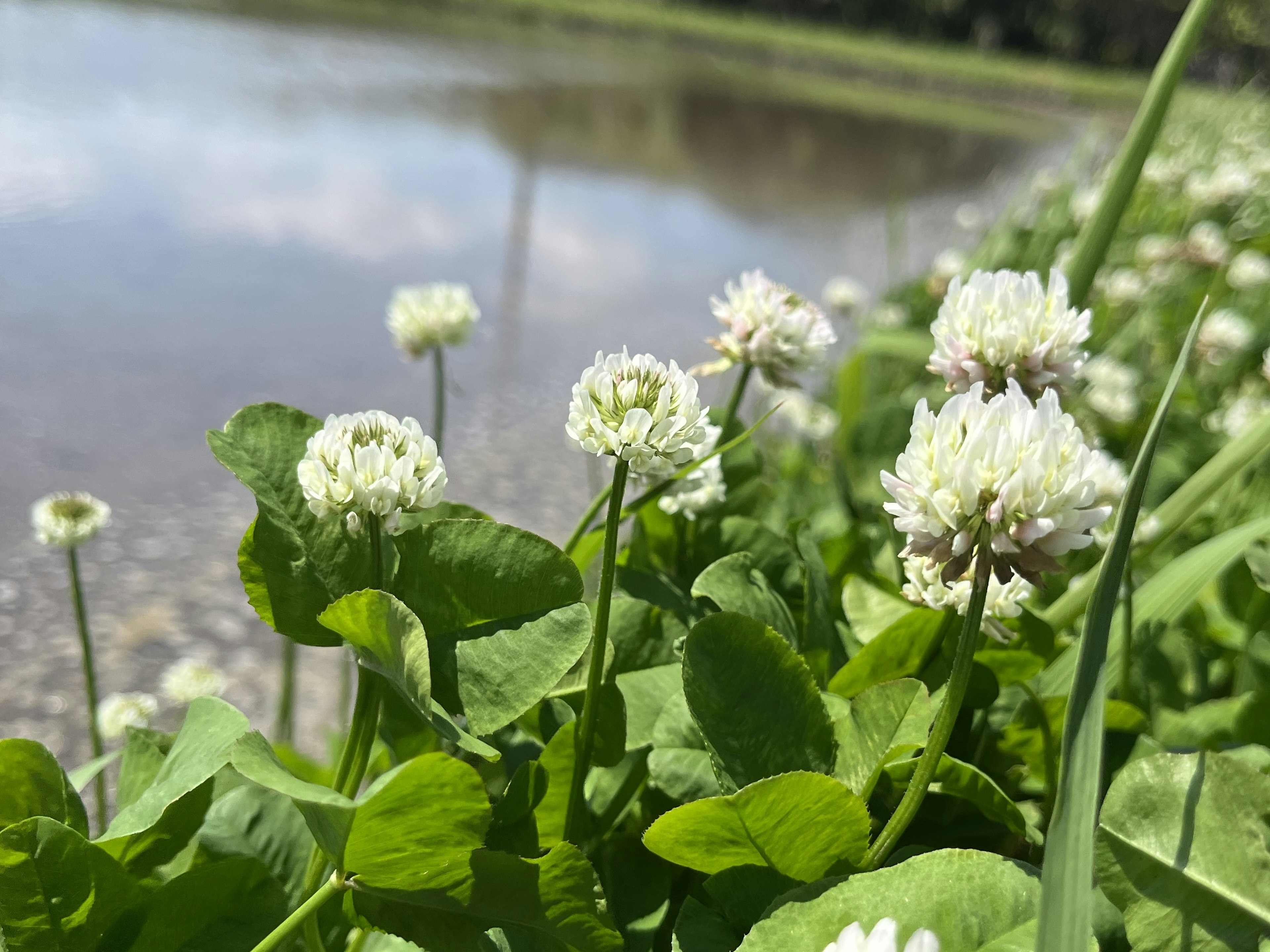 Flores de trébol blanco floreciendo cerca de un cuerpo de agua