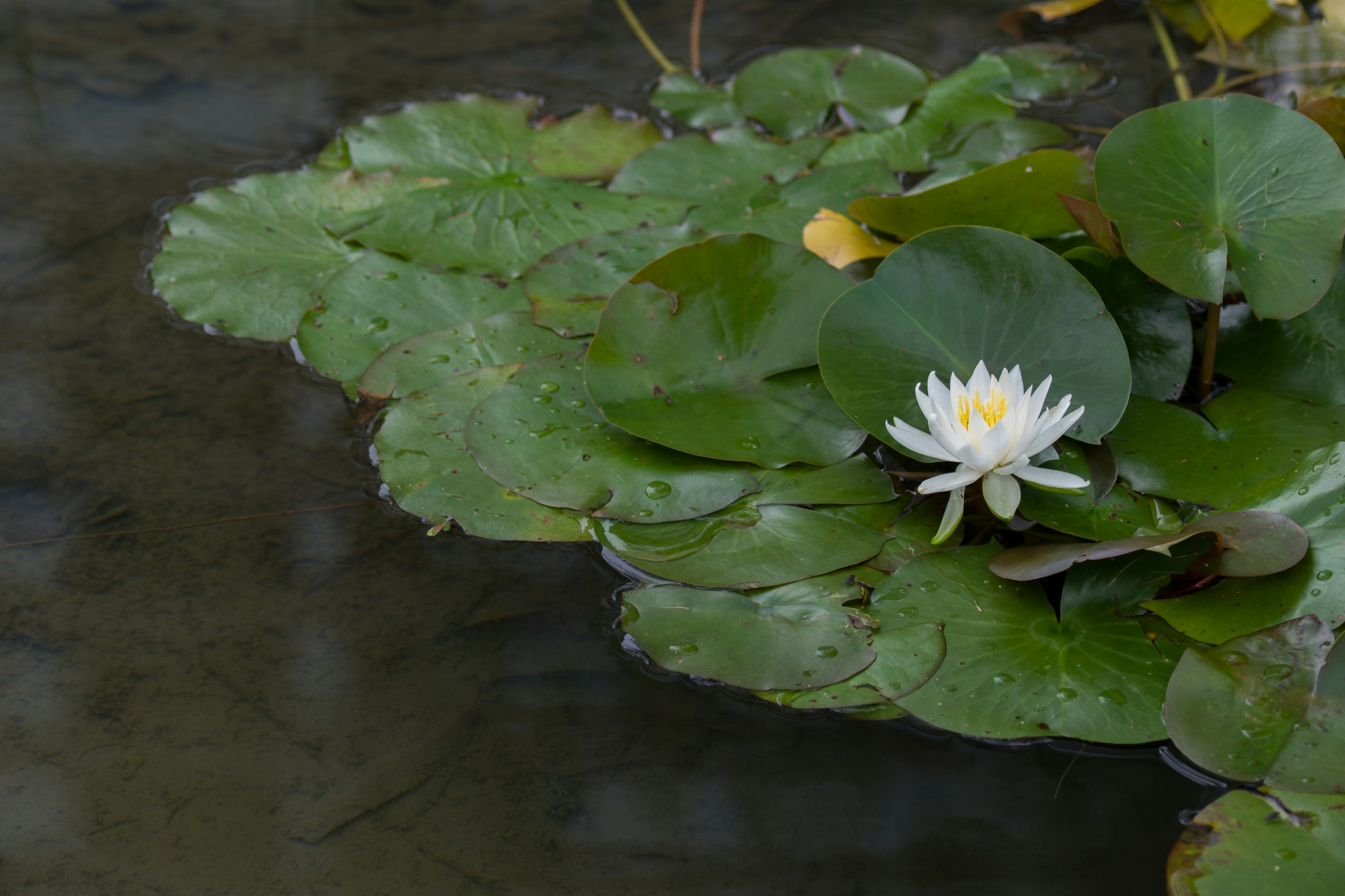 Nénuphar blanc en fleurs sur des feuilles vertes dans une eau calme