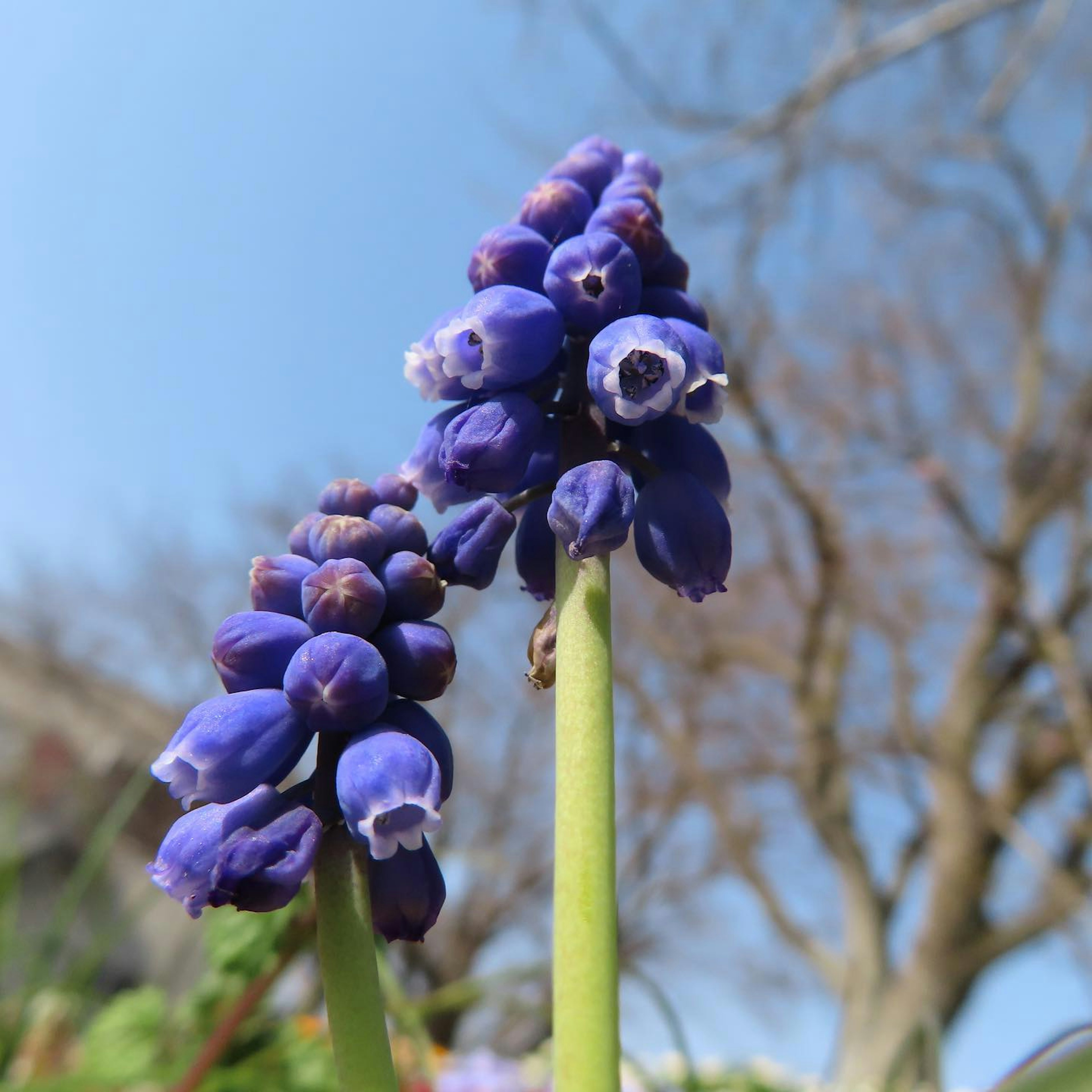 Nahaufnahme einer Pflanze mit blau-violetten Blumen